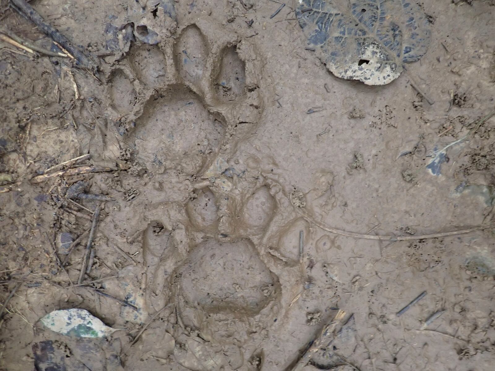 Tiger paw imprint on the ground at an undisclosed area in Malaysia on Feb. 9, 2023. (Panthera Malaysia via AP)