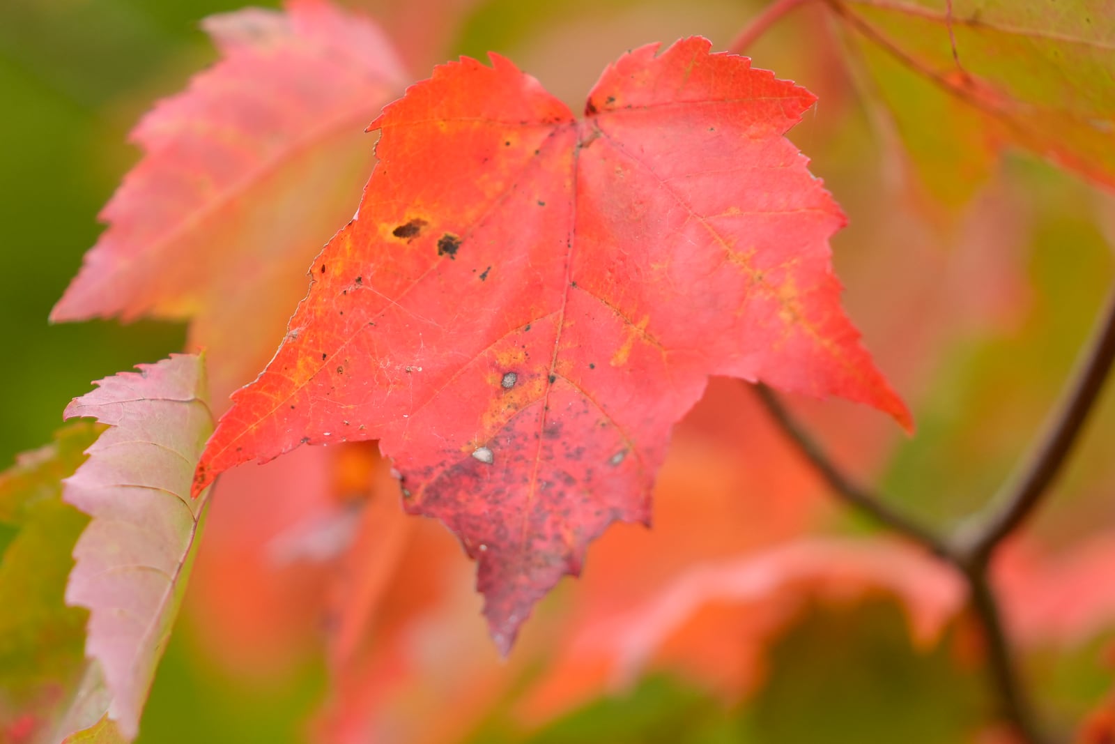 Leaves display bright colors near Lake Waukewan, in Meredith, N.H., Wednesday, Oct. 2, 2024. (AP Photo/Steven Senne)