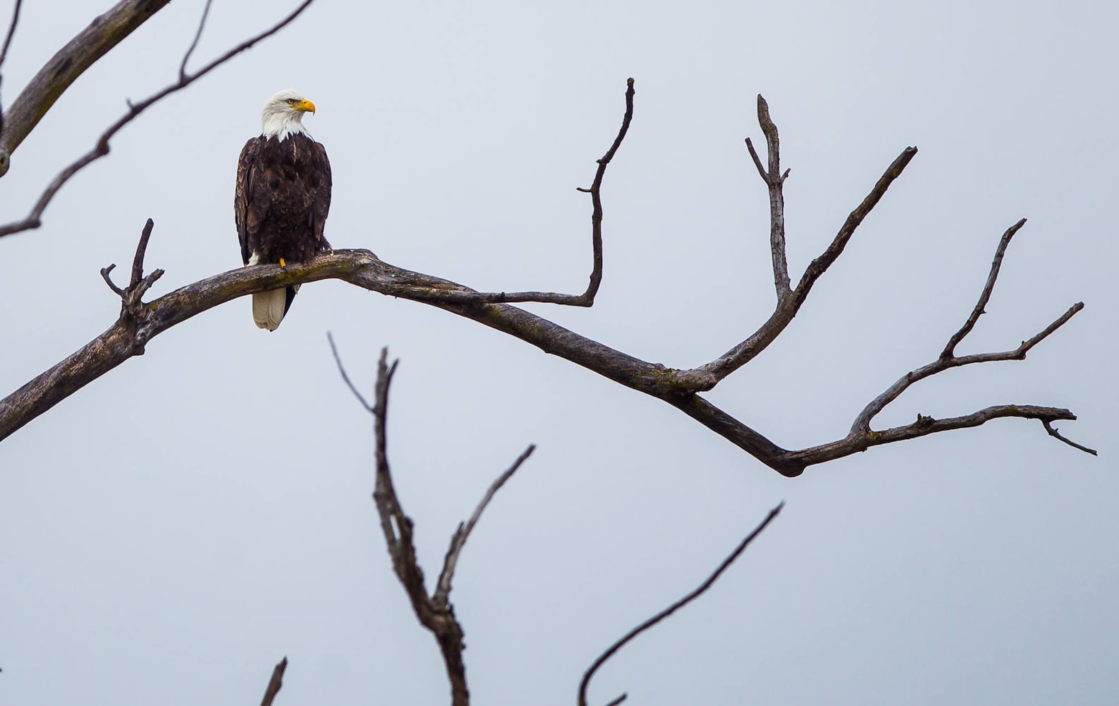 Bald Eagles in Butler County