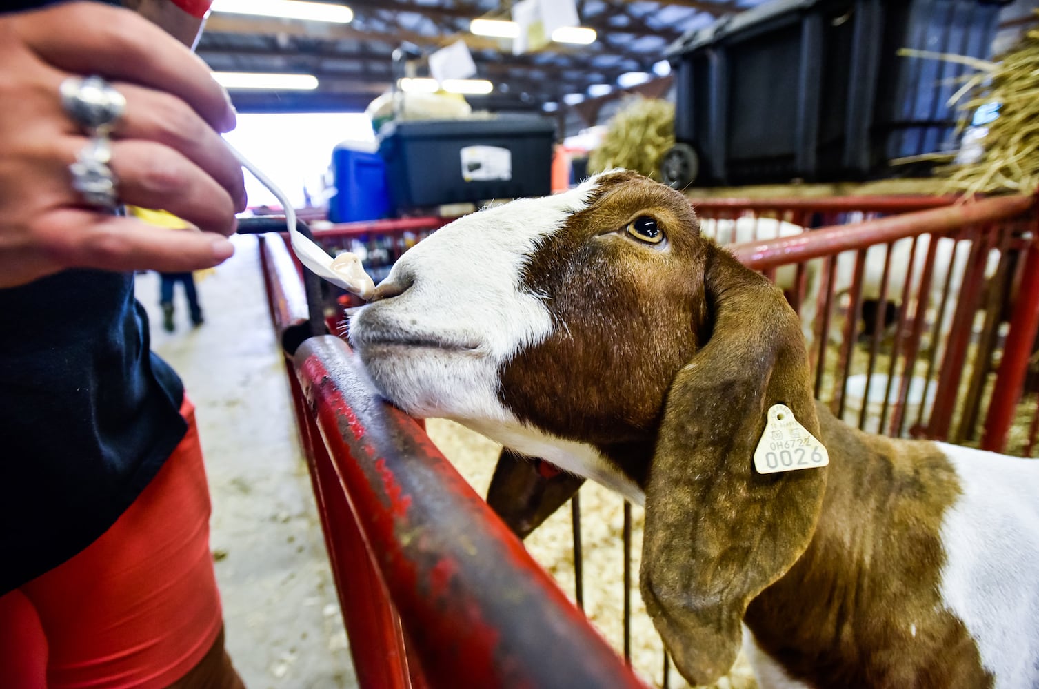 Scenes from the Butler County Fair 2019