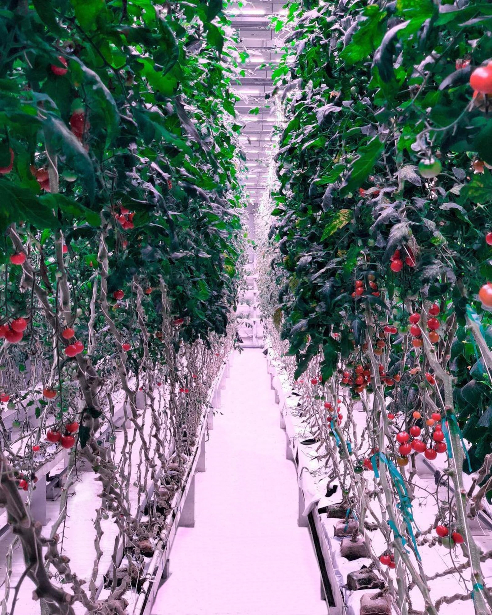 Controlled Environment Agriculture — also known as Indoor Vertical Farming.