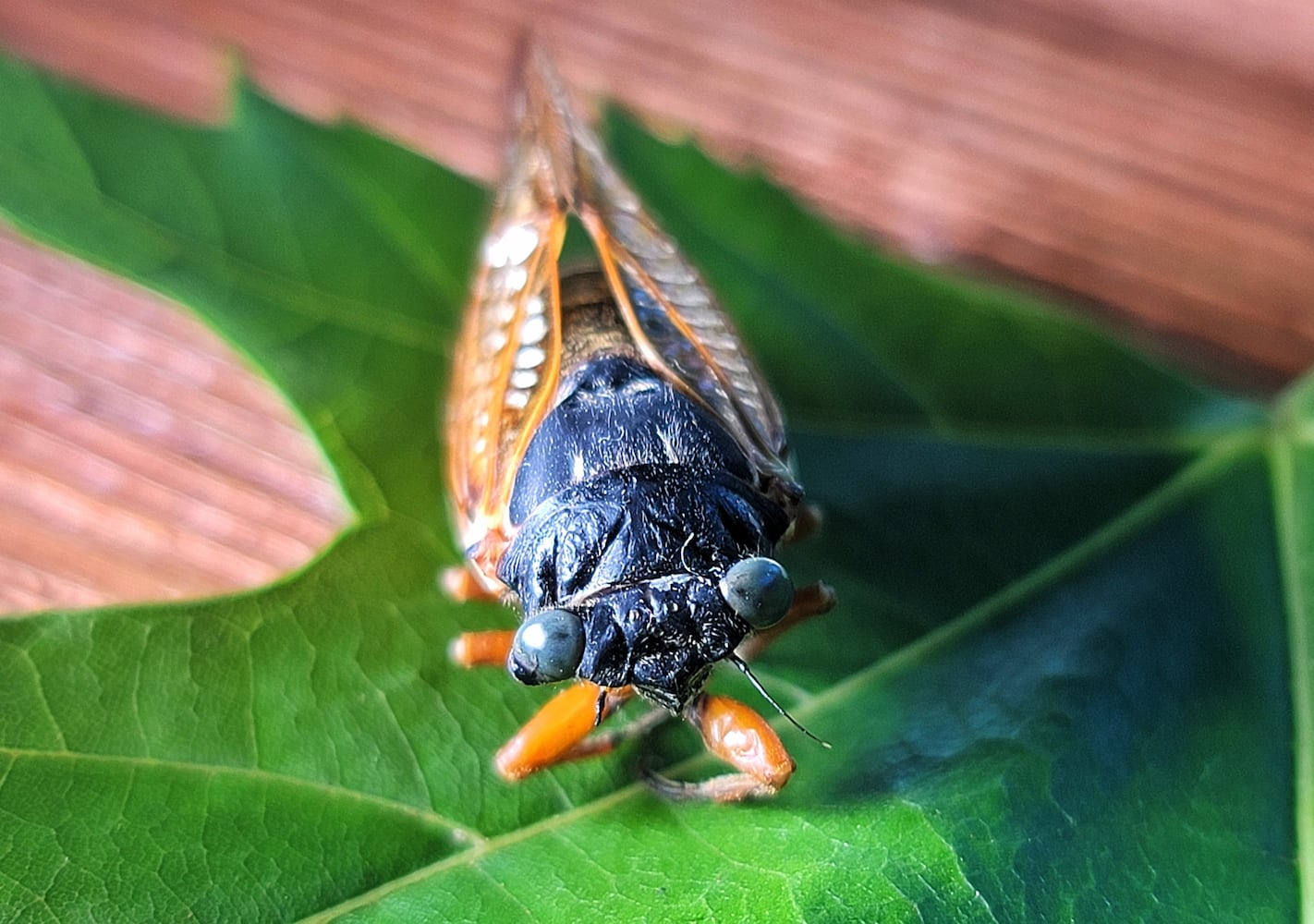 061621 blue eyed cicada