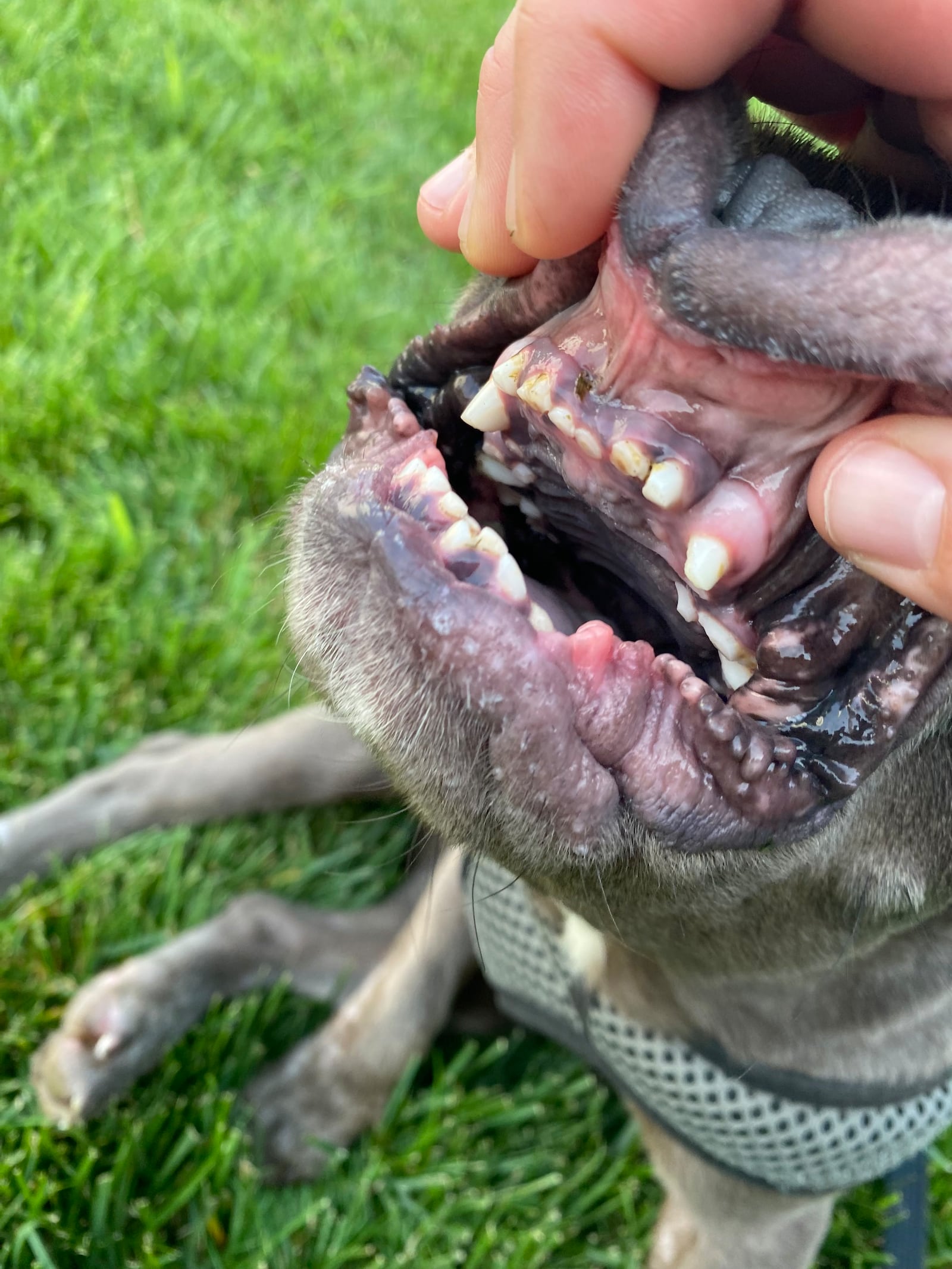 French bulldog Tater's teeth are shown filed following his five-week stay at Dayton Dog Trainer. CONTRIBUTED