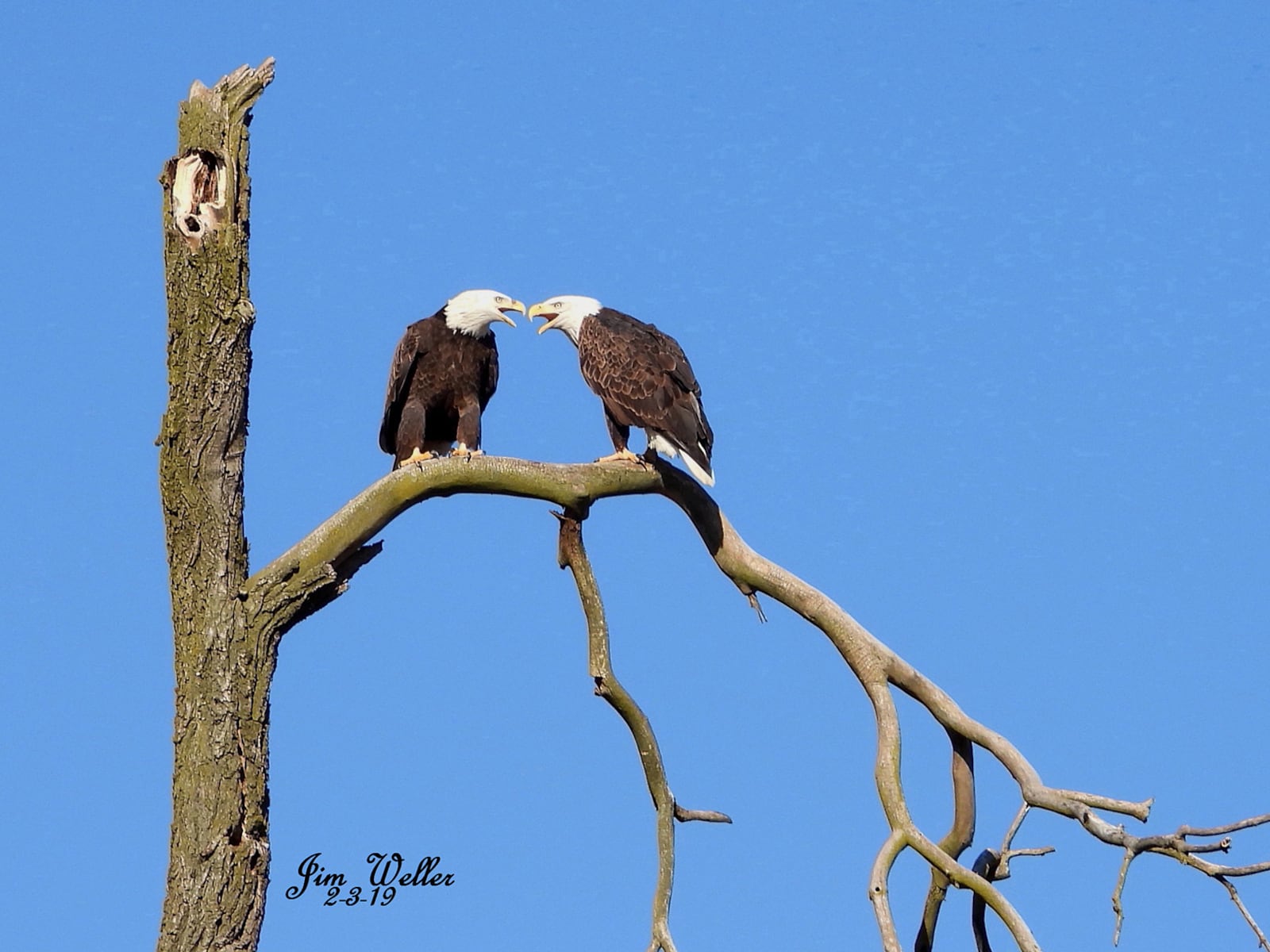 Last year Orv and Willa garnered attention when they chose to nest in a public space that offered the community a rare opportunity to observe bald eagles up close. PHOTO COURTESY OF JIM WELLER