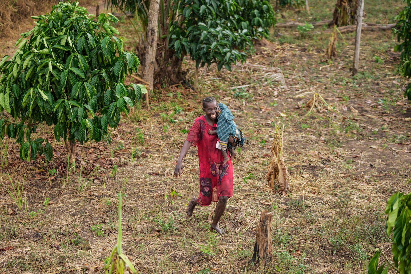 Catherine Bashiama, a farmer, walks through her coffee plantation that grows excelsa beans near Nzara, South Sudan on Sunday, Feb. 16, 2025. (AP Photo/Brian Inganga)