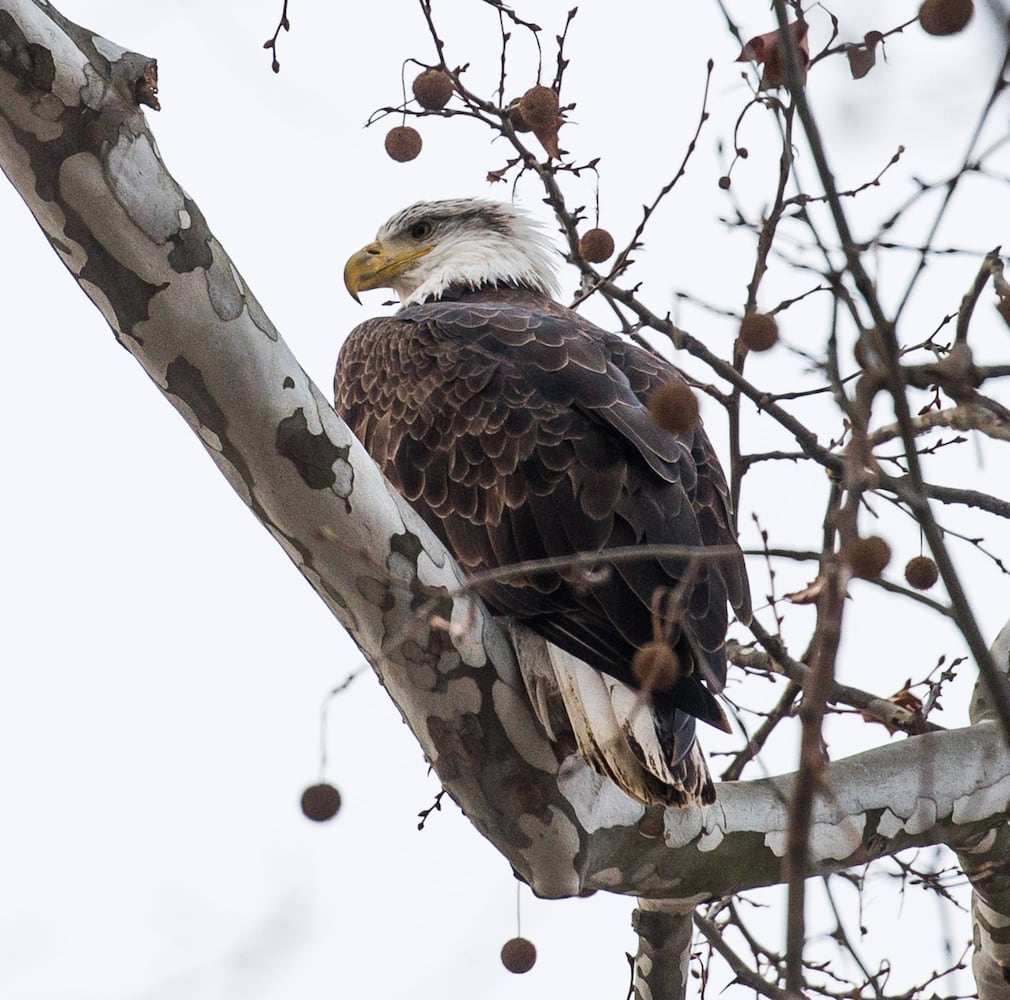 Bald Eagles in Butler County