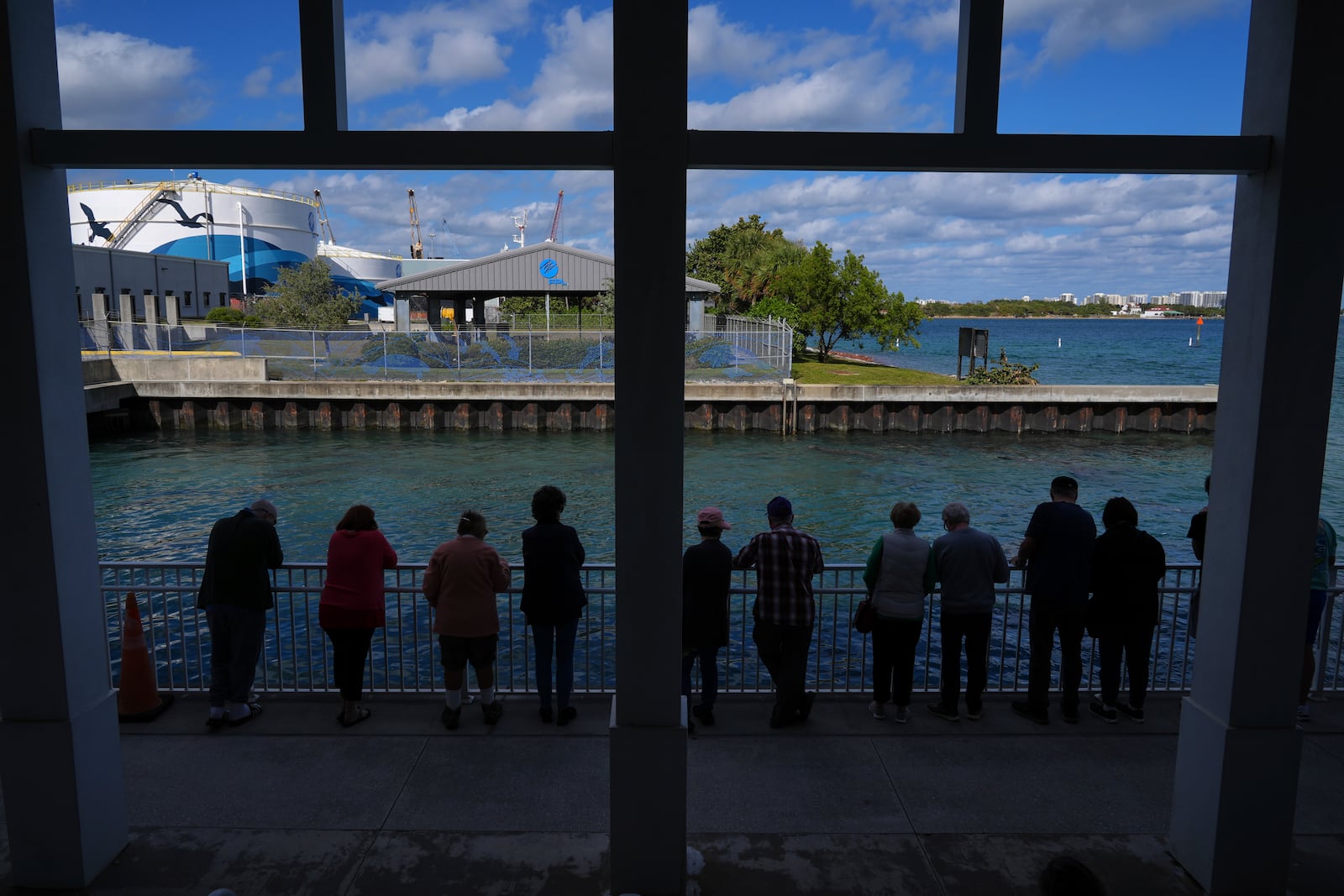 Visitors watch manatees swim at Manatee Lagoon, a free attraction operated by Florida Power & Light Company that lets the public view and learn about the sea cows who gather in winter in the warm-water outflows of the company's power plant, in Riviera Beach, Fla., Friday, Jan. 10, 2025. (AP Photo/Rebecca Blackwell)