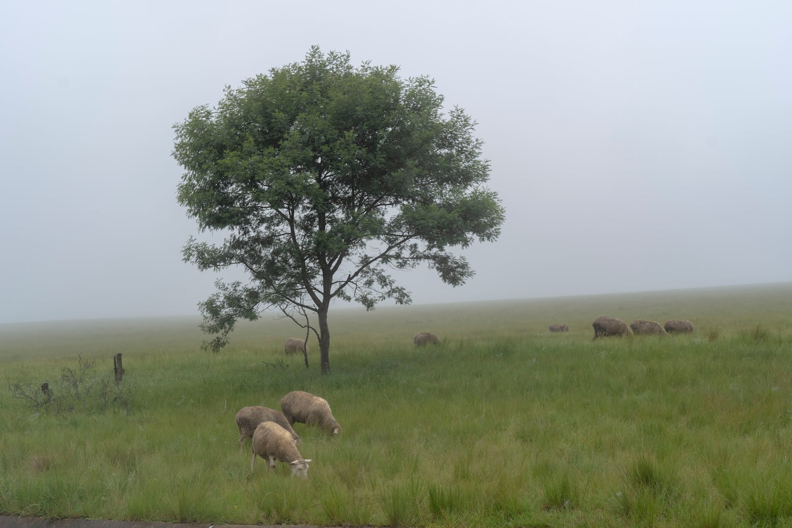 Sheep grace in the fog in Umzimkhulu municipality, Tuesday, Nov. 11, 2025, one of the most affected place in South Africa by U.S. President Donald Trump's global foreign aid freeze, raising worries about HIV patients defaulting on treatment. (AP Photo/Jerome Delay)