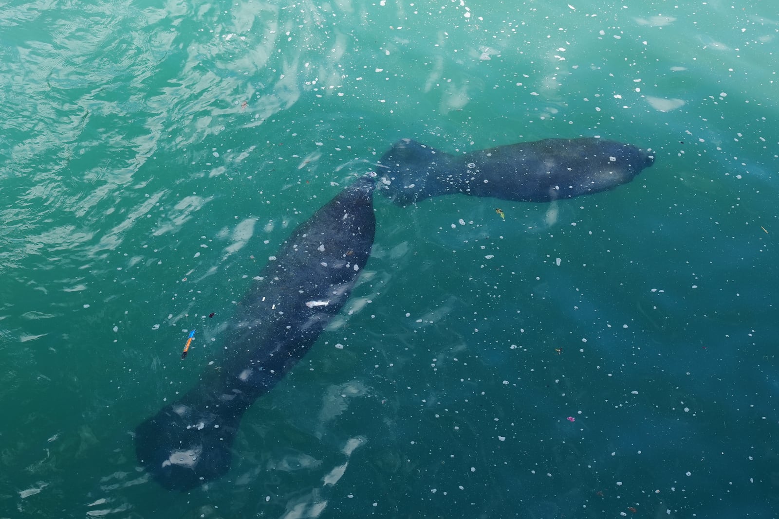 Manatees swim underwater in Manatee Lagoon, a free attraction operated by Florida Power & Light Company that lets the public view and learn about the sea cows who gather in winter in the warm-water outflows of the company's power plant, in Riviera Beach, Fla., Friday, Jan. 10, 2025. (AP Photo/Rebecca Blackwell)