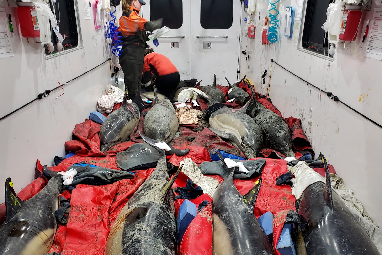 In this image provided by the International Fund for Animal Welfare, 12 dolphins, which were stranded near Lieutenant Island, are attended to in a mobile dolphin rescue vehicle, Nov. 14, 2024, in Wellfleet, Mass. An unprecedentedly bad year for beached dolphins on Cape Cod might have to do with warming waters changing the availability of the animals' food, said scientists hoping to curb the strandings. (International Fund for Animal Welfare via AP)