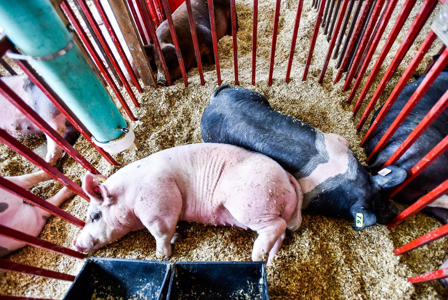 PHOTOS: Butler County Fair 2018