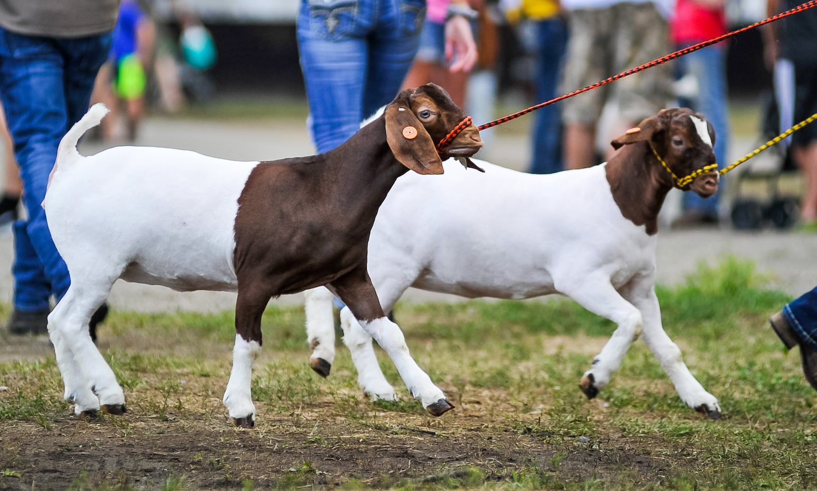 Scenes from the Butler County Fair 2019