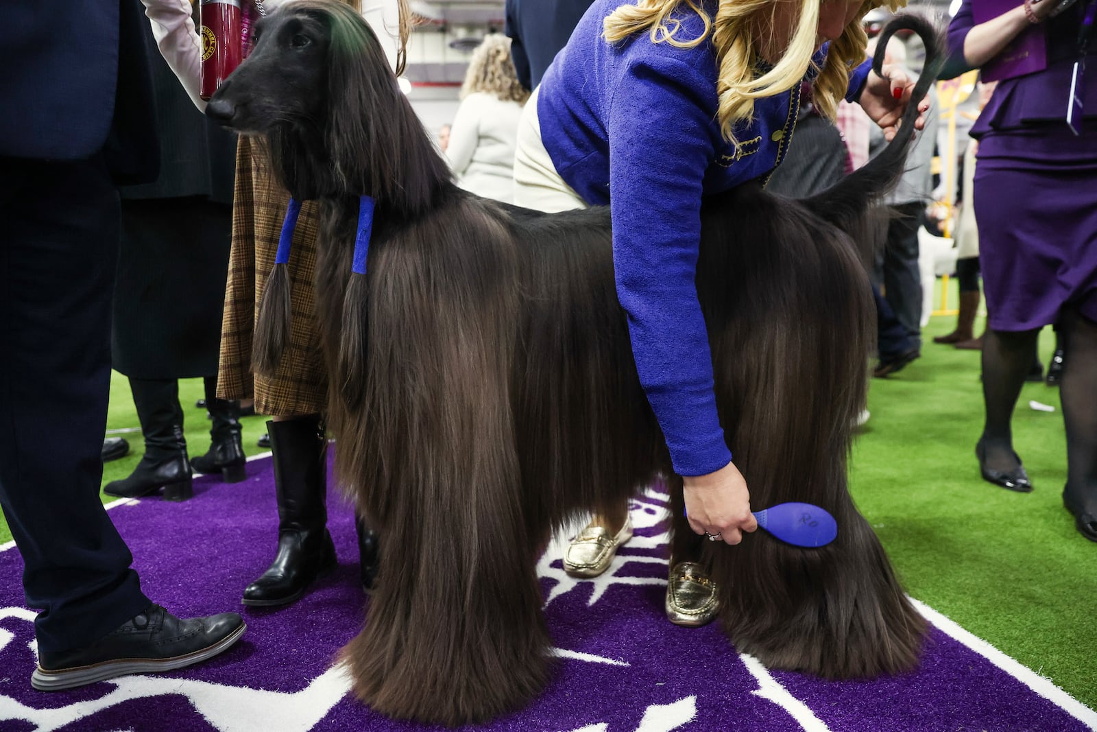 Afghan Hound dogs are groomed before judging during the 149th Westminster Kennel Club Dog show, Monday, Feb. 10, 2025, in New York. (AP Photo/Heather Khalifa)