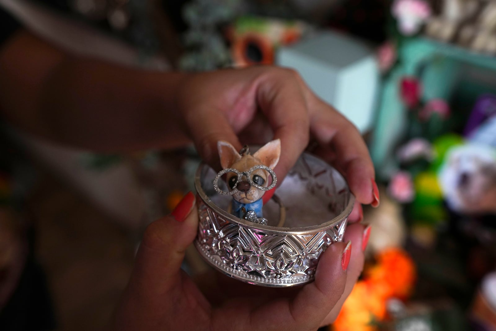 Meztli Lizaola sets a figurine depicting her pet chihuahua Taco into a silver container to be placed on a Day of the Dead altar honoring Taco’s memory, in her home in Mexico City, Wednesday, Oct. 30, 2024. (AP Photo/Fernando Llano)