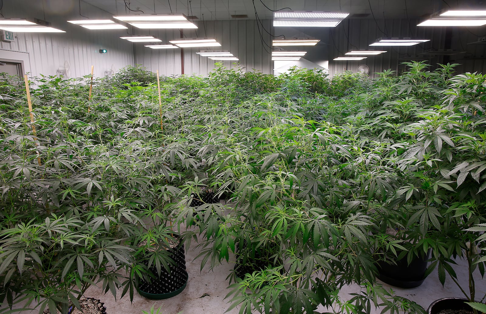 A cultivation room at Pure Ohio Wellness' medical marijuana grow facility in Clark County. BILL LACKEY/STAFF