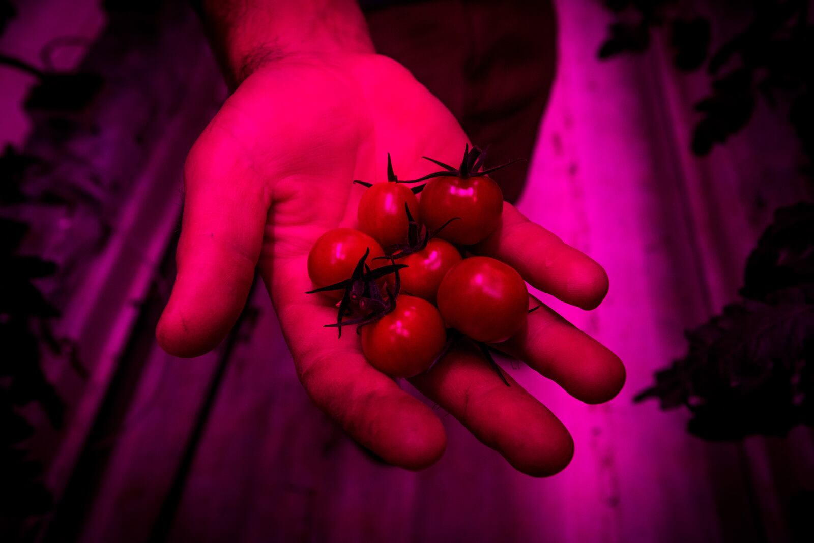 Head grower Robert Norris holds freshly plucked tomatoes at 80 Acres Farms that is now operating in downtown Hamilton. They purchased the former Miami Motor Car Co. building on S. 2nd Street in February 2017 and have renovated it to create an indoor farm facility. The special pink colored lighting is controlled by a timer for optimal growing conditions. NICK GRAHAM/STAFF