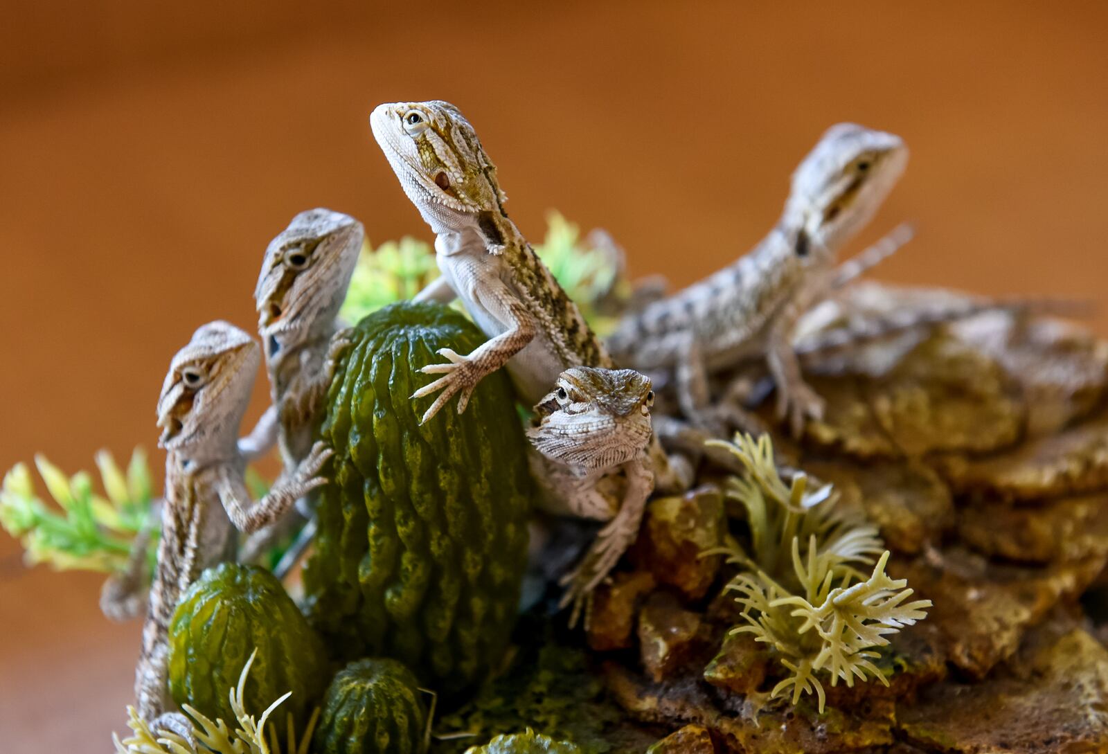 Jim Bright has opened The Reptile Pit on Main Street in Hamilton. The store has a variety of snakes, lizards, scorpions, spiders and more for sale. NICK GRAHAM / STAFF