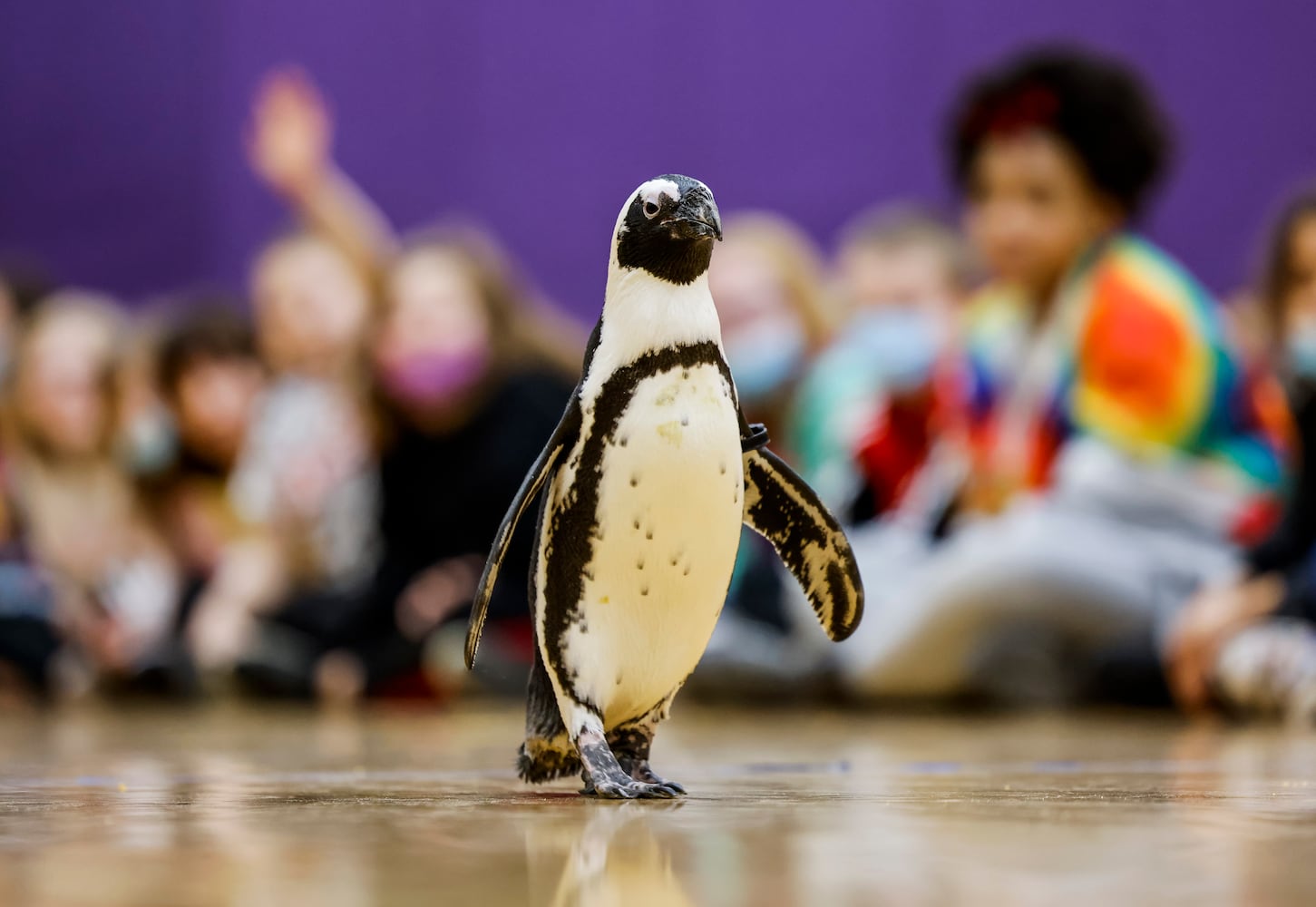 030122 penguin at Creekview elementary