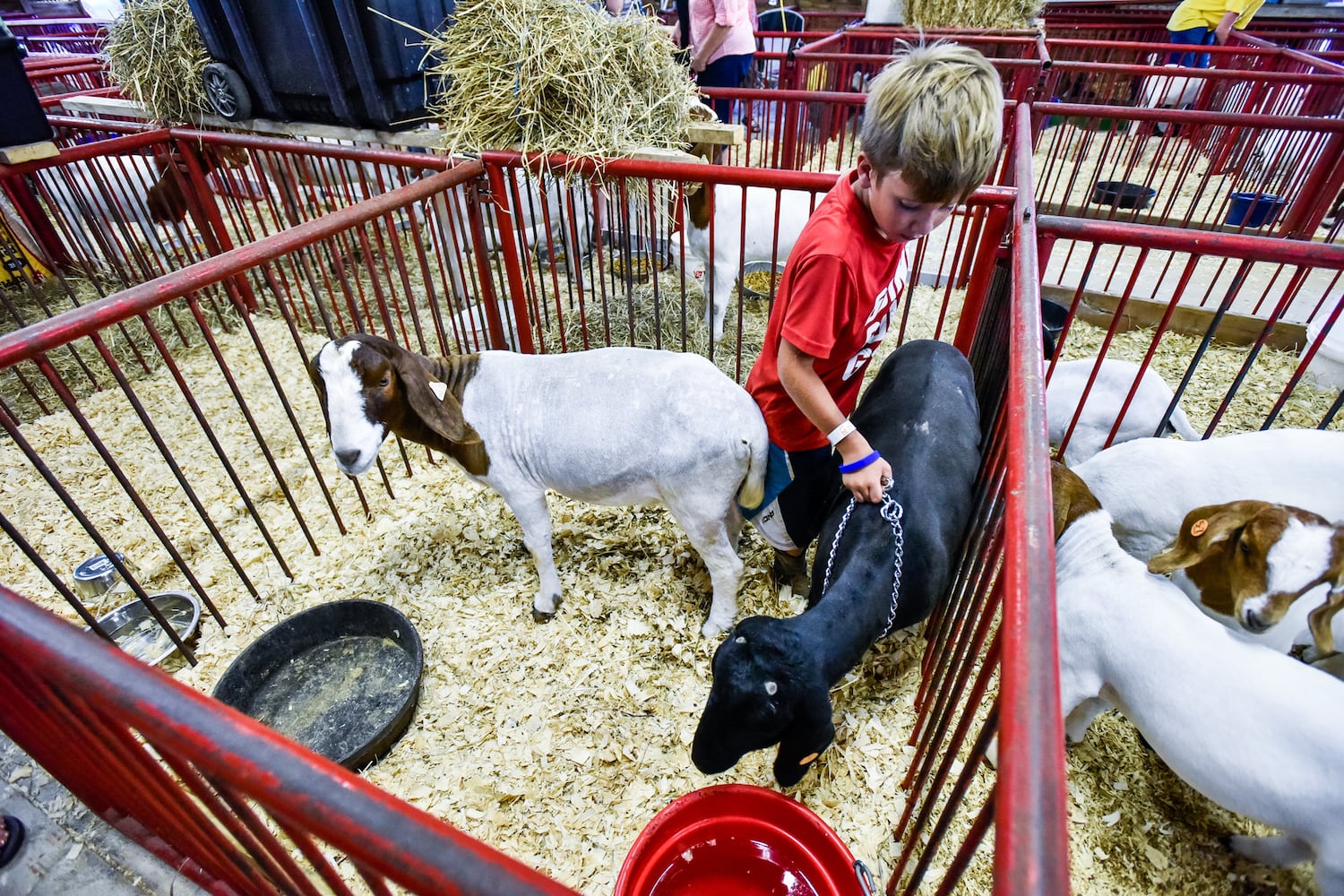 Scenes from the Butler County Fair 2019