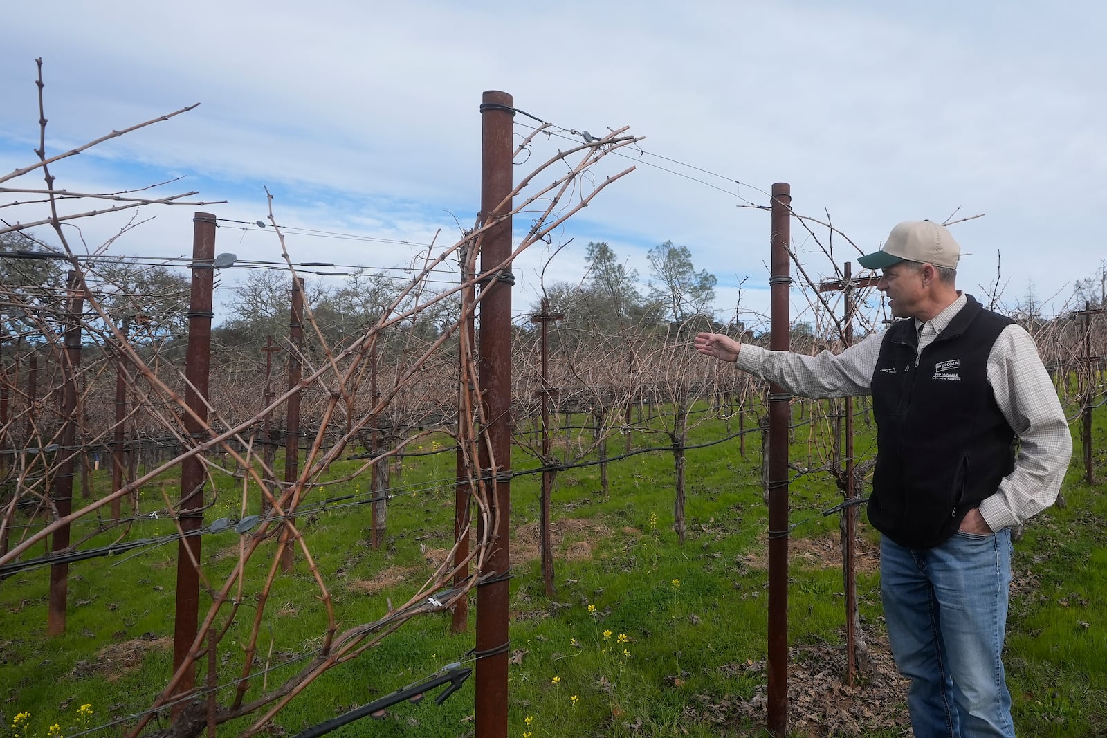 Tyler Klick, Partner/Viticulturist of Redwood Empire Vineyard Management, gestures toward a Cabernet Sauvignon vineyard during an interview in Geyserville, Calif., Friday, Jan. 24, 2025. (AP Photo/Jeff Chiu)