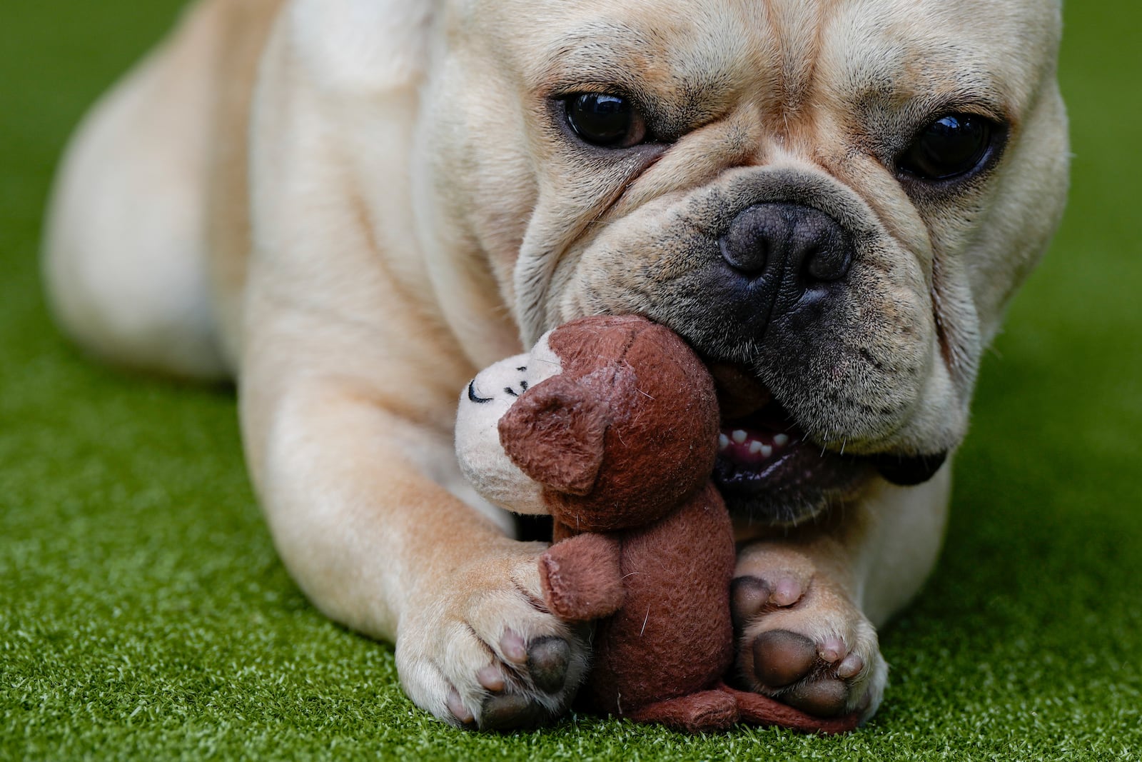 FILE - A French bulldog plays with a toy during breed group judging at the 148th Westminster Kennel Club Dog show, Monday, May 13, 2024, at the USTA Billie Jean King National Tennis Center in New York. (AP Photo/Julia Nikhinson, file)