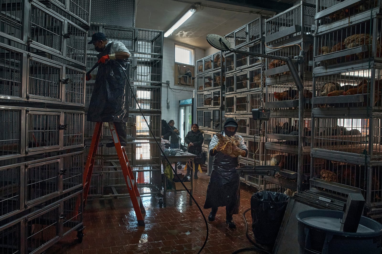 Employees at La Granja Live Poultry Corporation clean cages and take chickens to be slaughtered as customers wait in line inside a poultry store on Friday, Feb. 7, 2025, in New York. (AP Photo/Andres Kudacki)