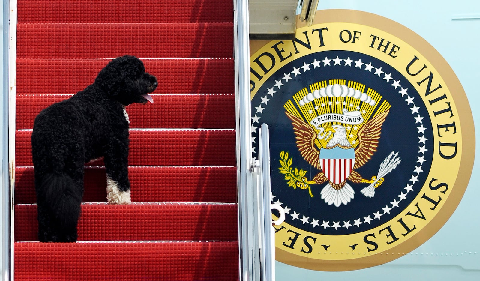 FILE - Presidential pet Bo climbing the stairs of Air Force One at Andrews Air Force Base, Md. for a flight to Chicago with President Barack Obama, Aug. 4, 2010. (AP Photo/Cliff Owen, File)