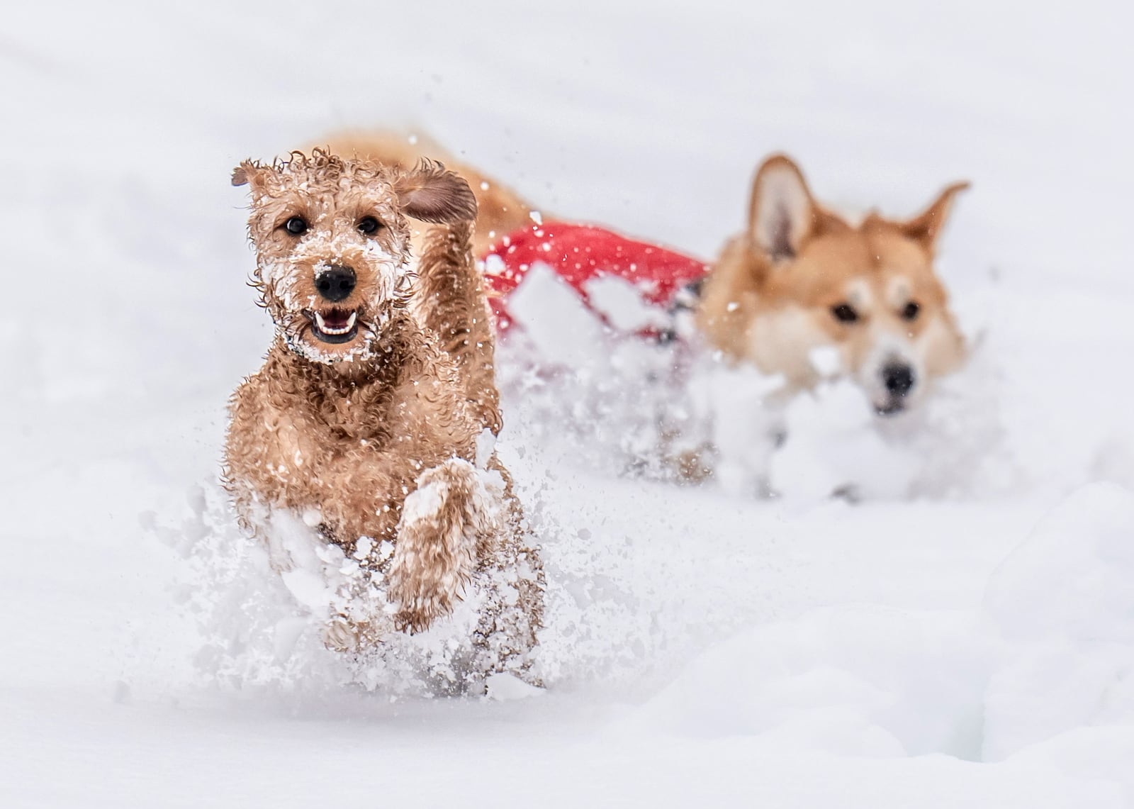 Dogs, Ziggy, left and Digby play in the snow in Studley Royal park in Ripon, North Yorkshire, England, Sunday Jan. 5, 2025. (Danny Lawson/PA via AP)