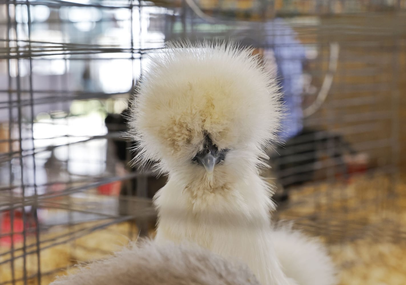 071923 Warren County Fair