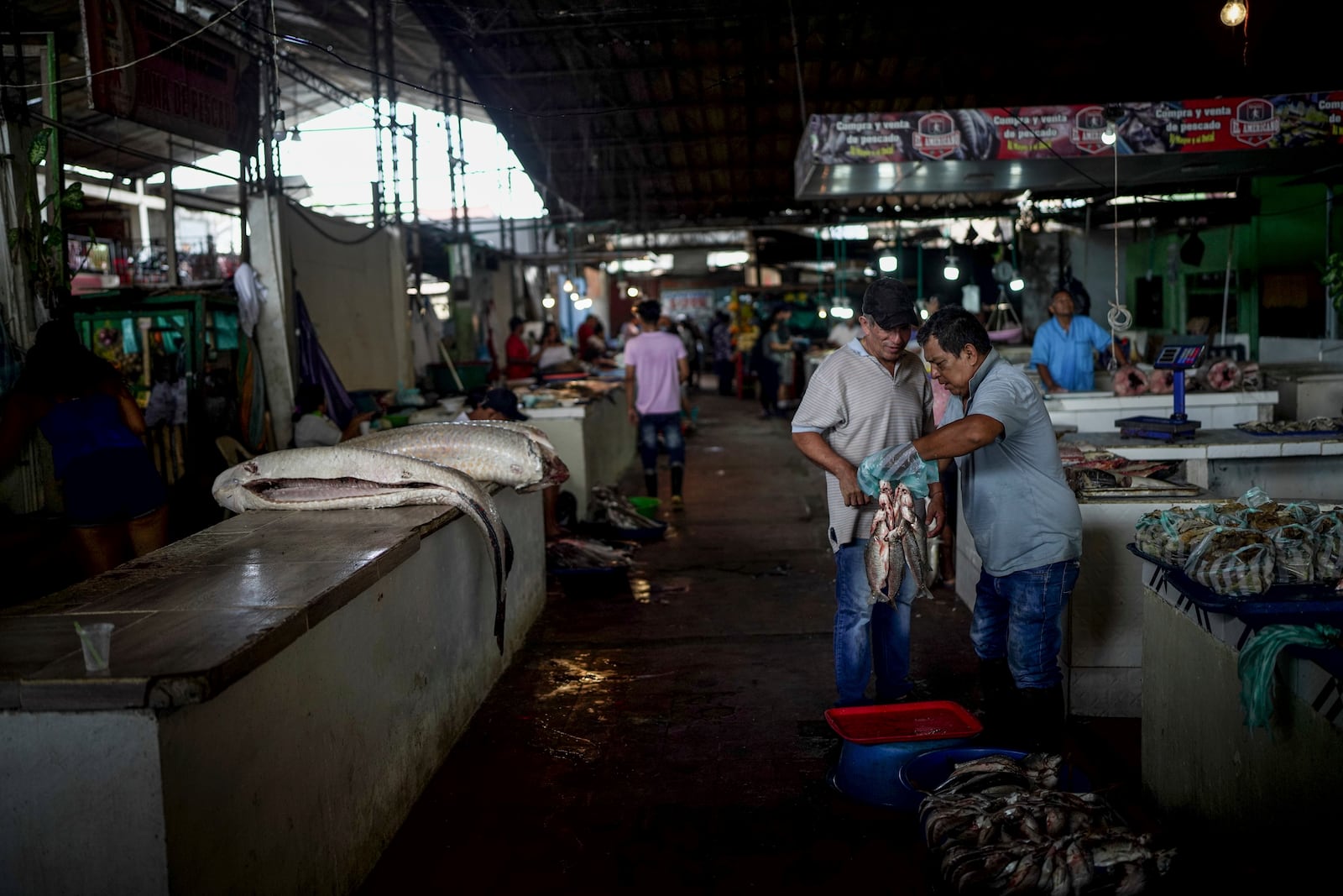 A person buys fish in the market square, in Leticia, Colombia, Monday, Oct. 21, 2024. (AP Photo/Ivan Valencia)