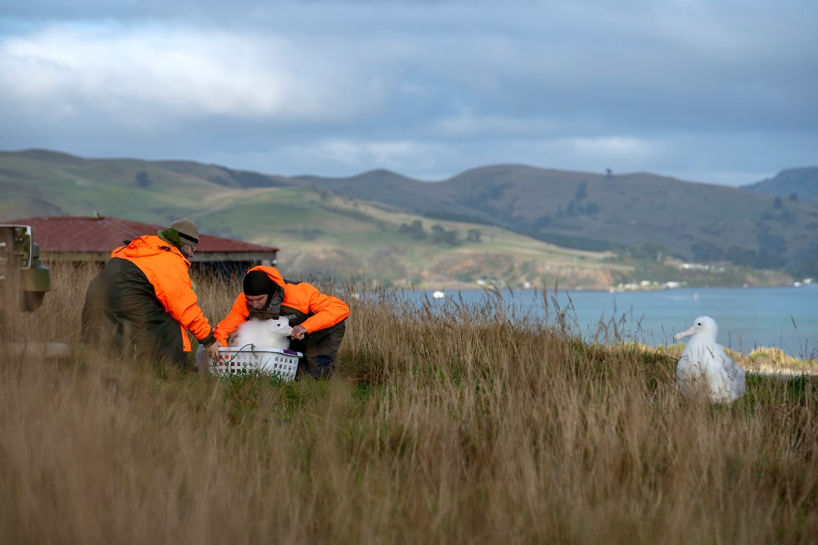 Conservation rangers Sharyn Broni, left, and Colin Facer prepare to weigh an albatross at Taiaroa Head, New Zealand on June 18, 2024. (Michael Hayward/New Zealand Department of Conservation via AP)