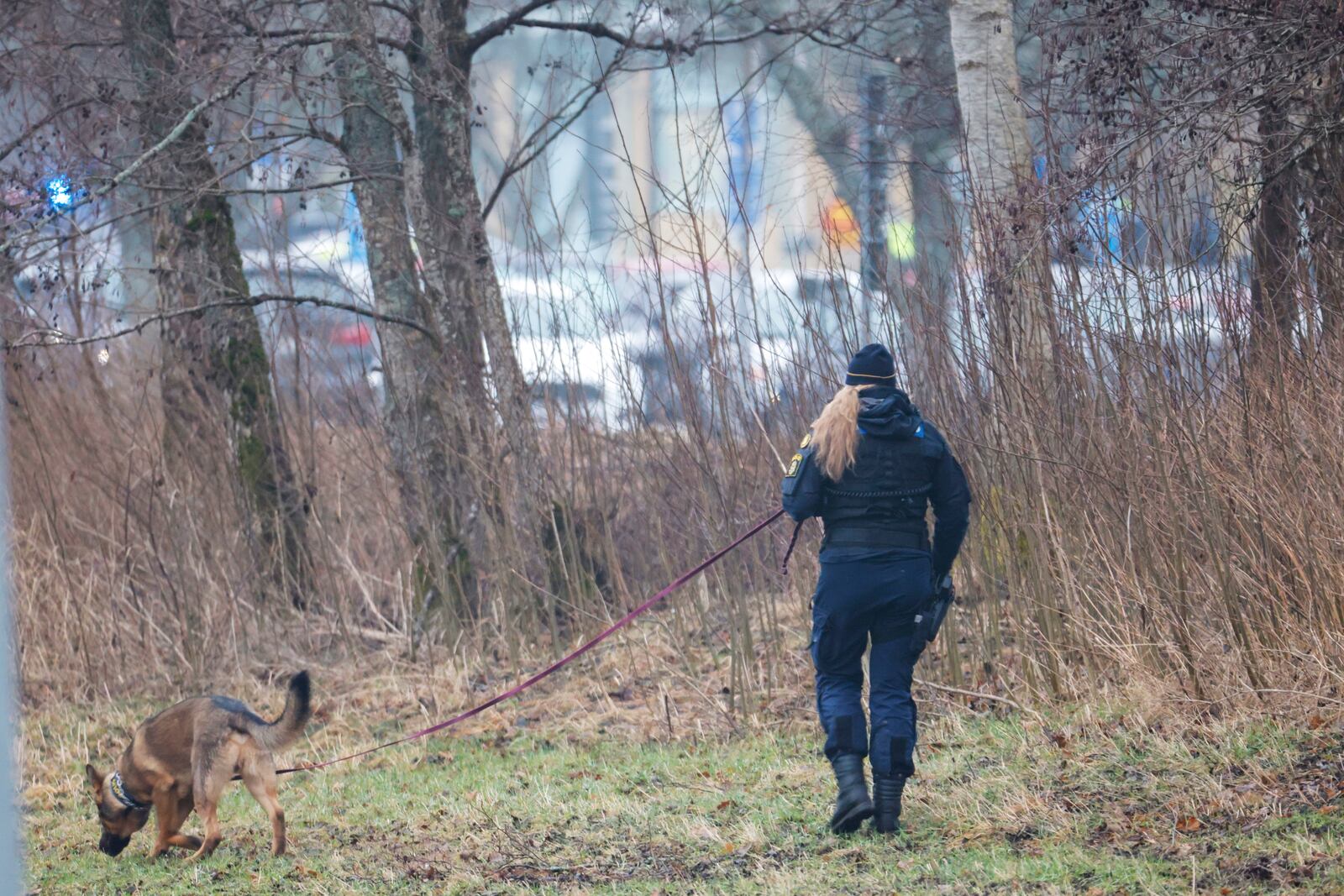 Police officer with a dog works at the area of an incident at Risbergska School in Örebro, Sweden, Tuesday, Feb. 4, 2025. (Kicki Nilsson/TT News Agency via AP)