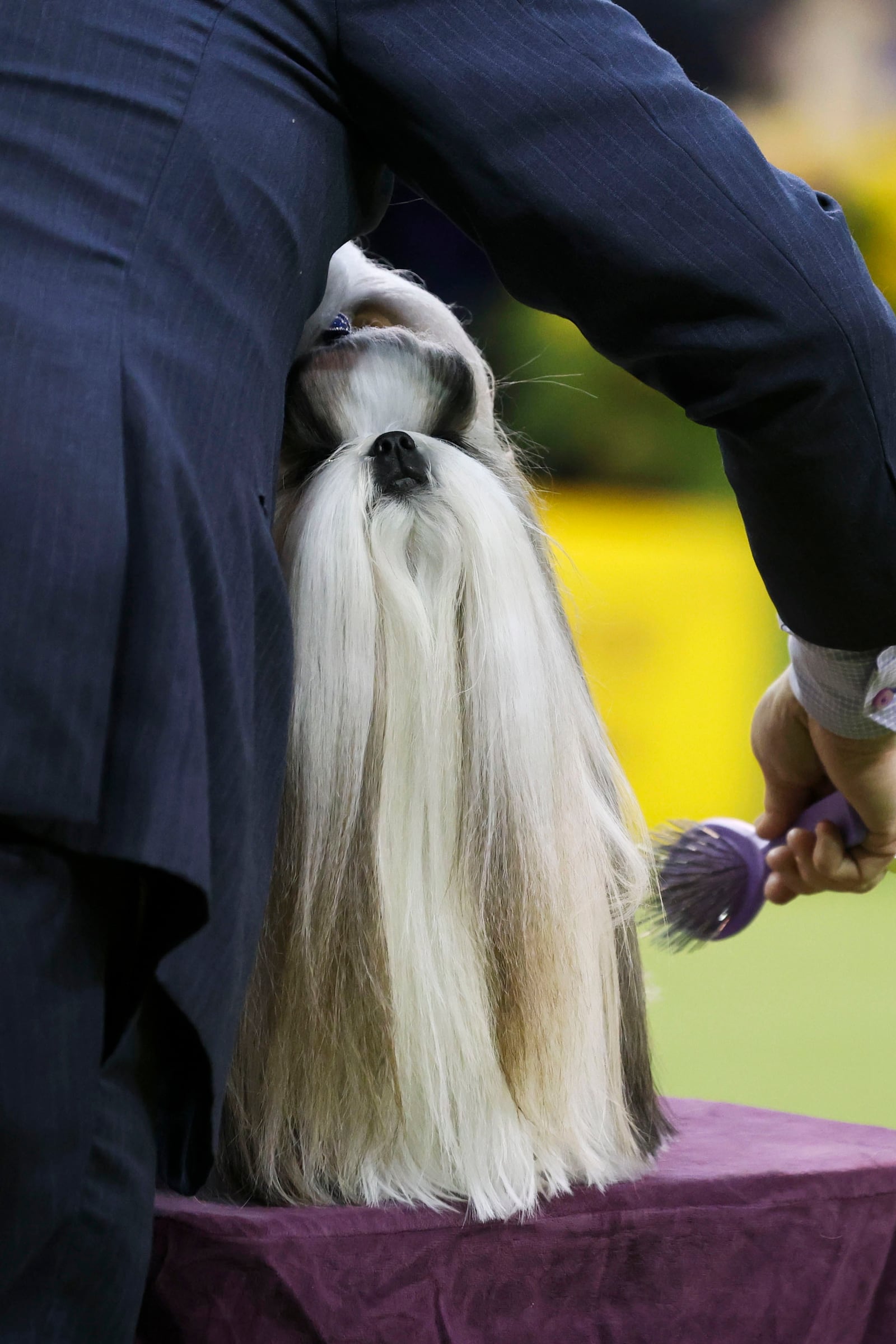 Comet, a Shih Tzu, winner of the Toy group, is groomed before judging during the 149th Westminster Kennel Club Dog show, Monday, Feb. 10, 2025, in New York. (AP Photo/Heather Khalifa)