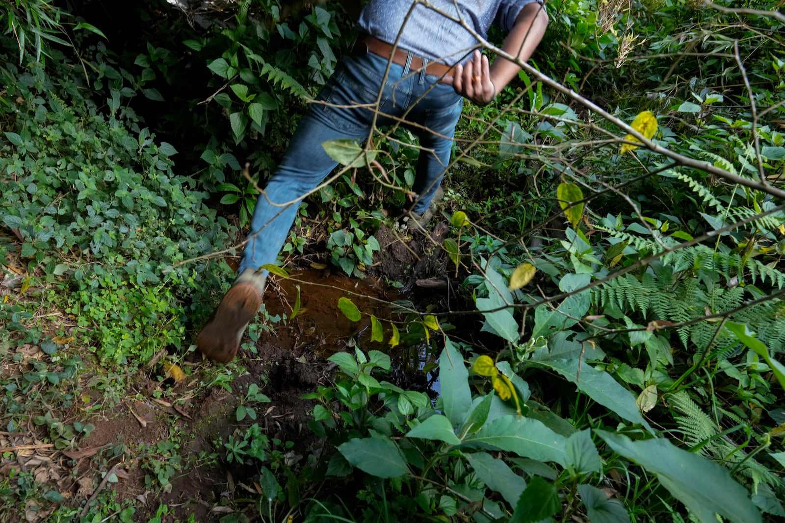 Godwin Vasanth Bosco, a naturalist and restoration practitioner, jumps over a stream where he planted native trees 10 years ago, in Nilgiris district, India, Wednesday, Sept. 25, 2024. (AP Photo/Aijaz Rahi)