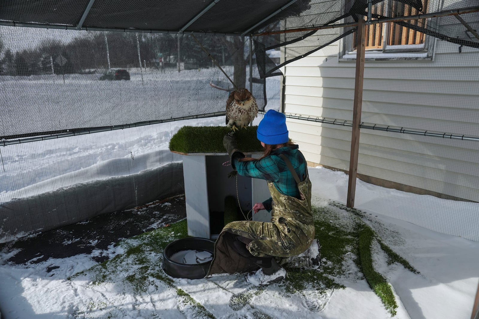 Stephanie Stevens secures her hunting hawk, Alexie Echo-Hawk into her outdoor enclosure Sunday, Feb. 16, 2025, at her home in Green Bay, Wis. (AP Photo/Joshua A. Bickel)