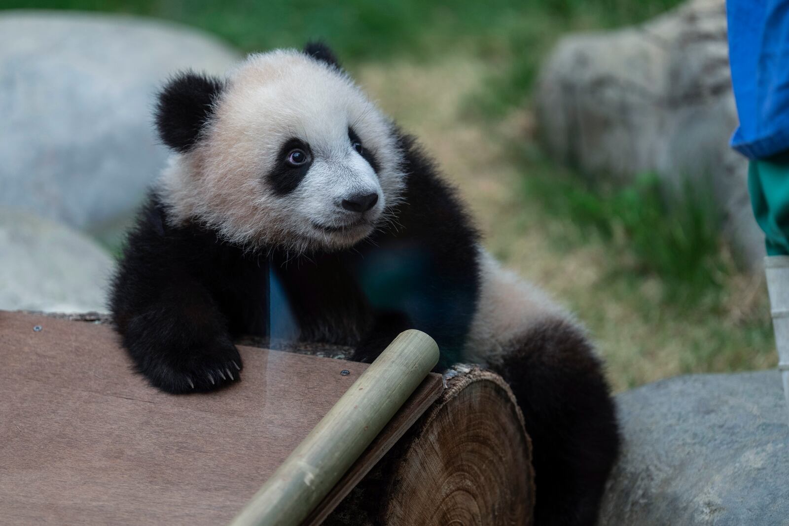 Hong Kong-born giant panda twin cubs make their debut appearance to media in Ocean Park during a greeting ceremony in Hong Kong, Saturday, Feb. 15, 2025. (AP Photo/Chan Long Hei)