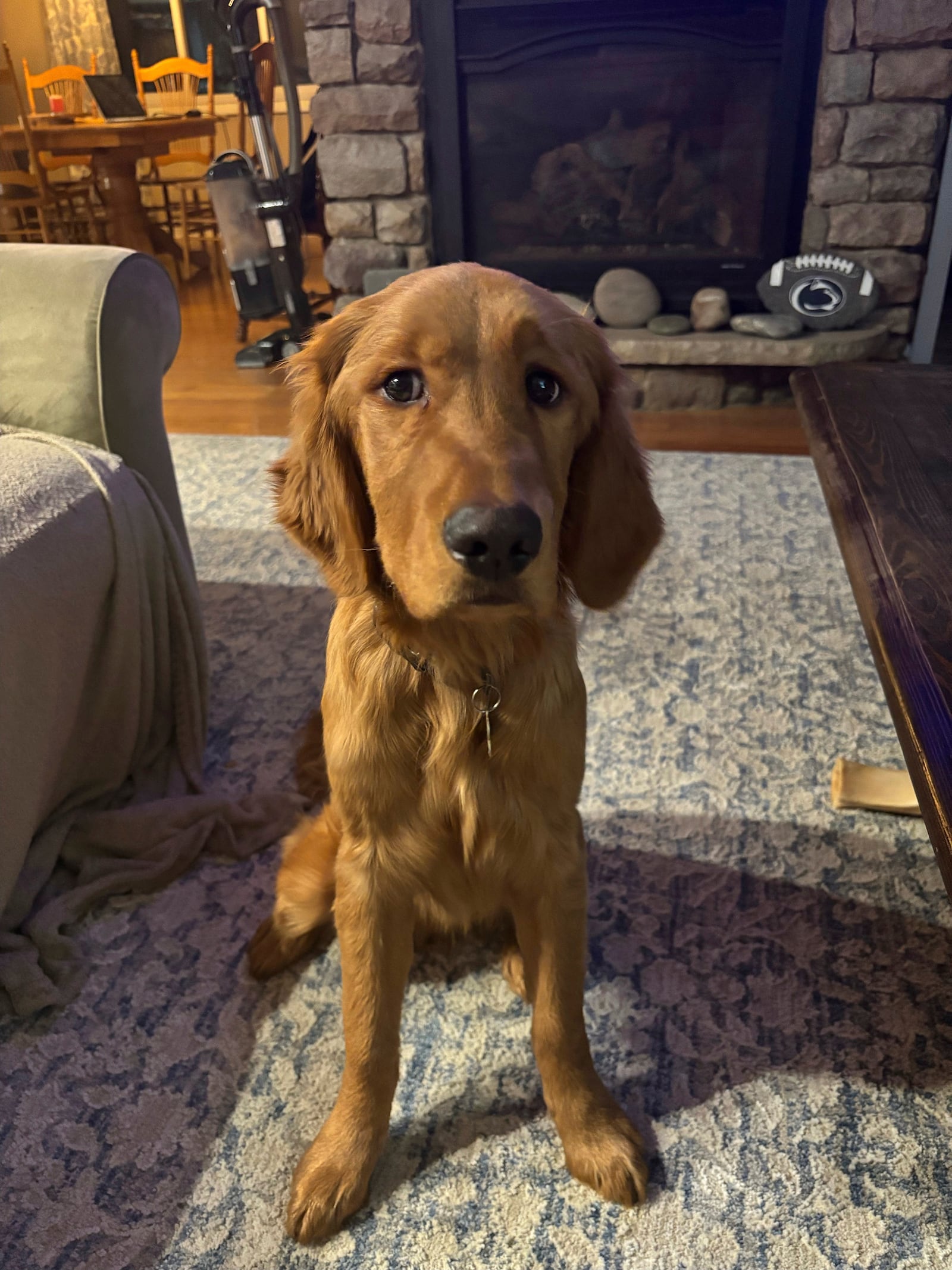 In this Feb. 2025 photo provided by Pam Palko, shown is her six-month-old Golden retriever pup named Freddy, back home a week after the he ran off from his home at the base of Sharp Mountain in Pottsville, Pa. (Pam Palko via AP)