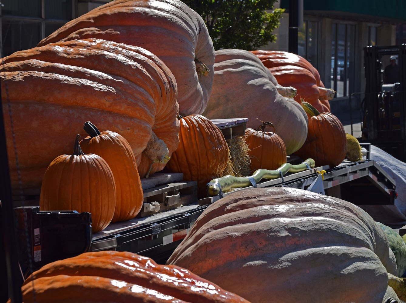 PHOTOS Operation Pumpkin through the years.