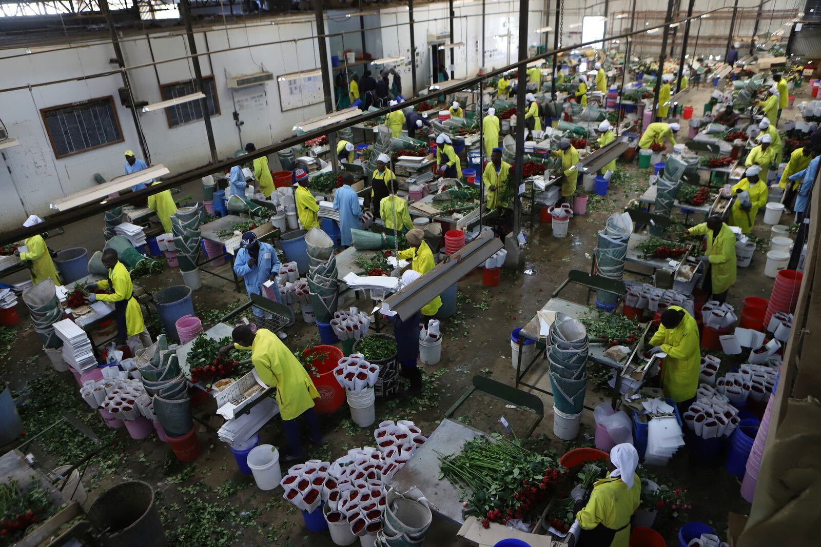 Workers pack fresh roses at Isinya Roses Limited - Porini Flower farm in Kajiado County, Kenya Friday, Feb. 7, 2025. (AP Photo/Andrew Kasuku)