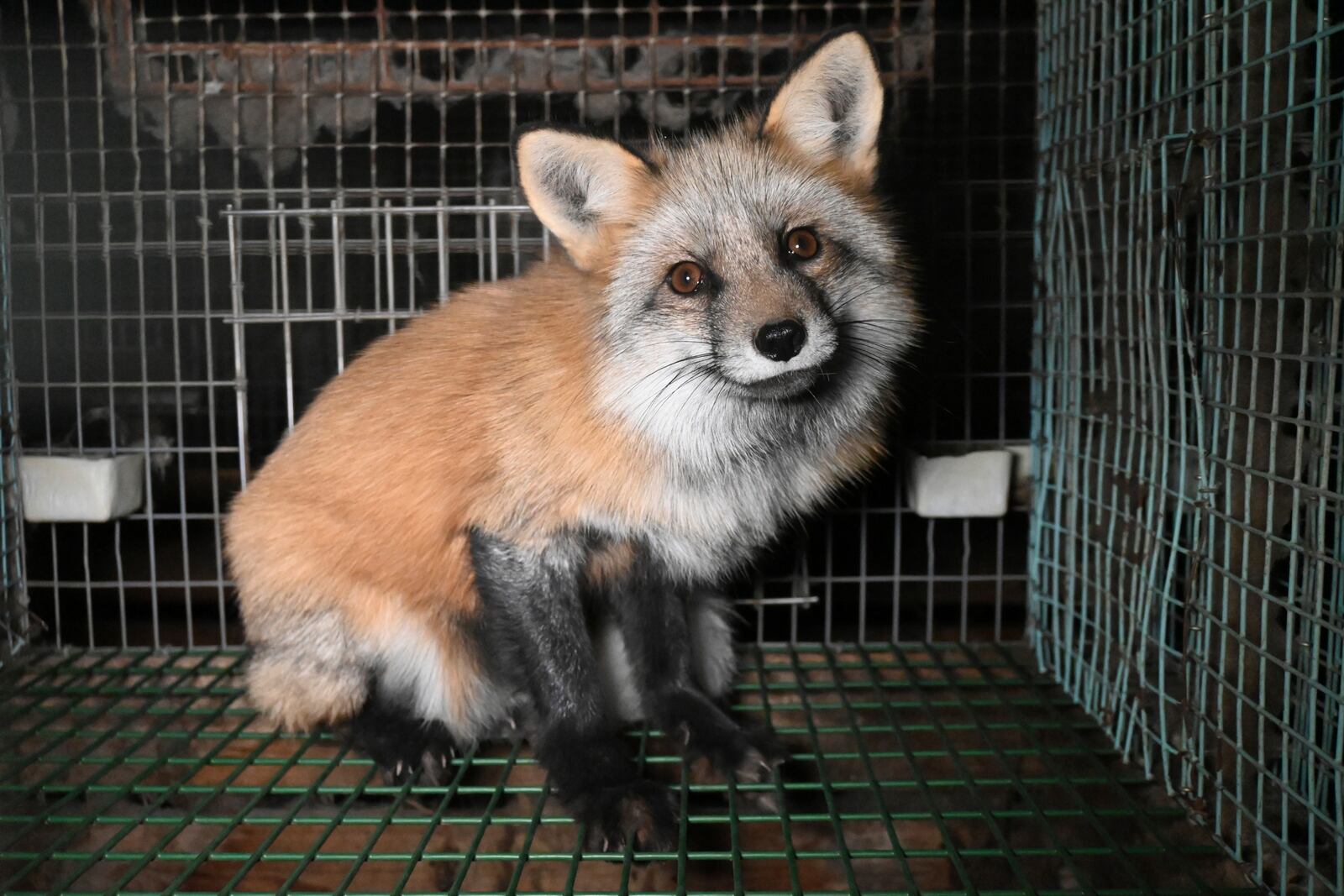 This photo provided by Humany Society International shows a fox inside a cage at a fur farm in western Finland, in late October 2024. (Humany Society International/Oikeutta Elaimille via AP)