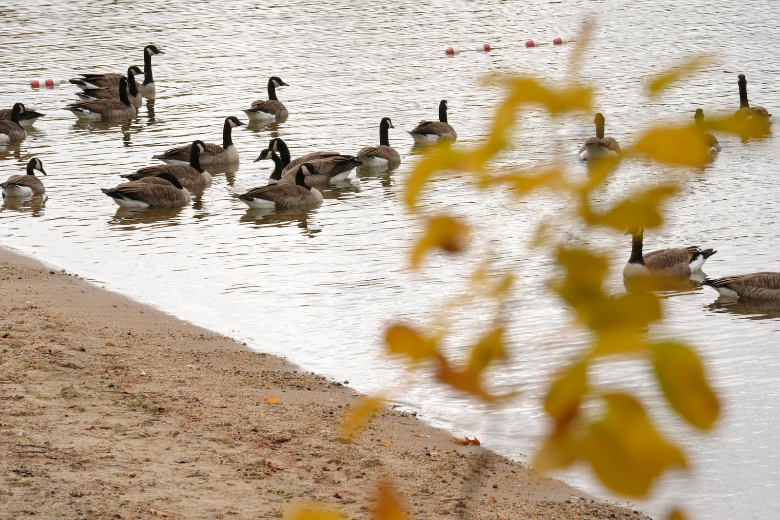 Birds rest on Lake Waukewan near a tree with changing colors, in Meredith, N.H., Wednesday, Oct. 2, 2024. (AP Photo/Steven Senne)