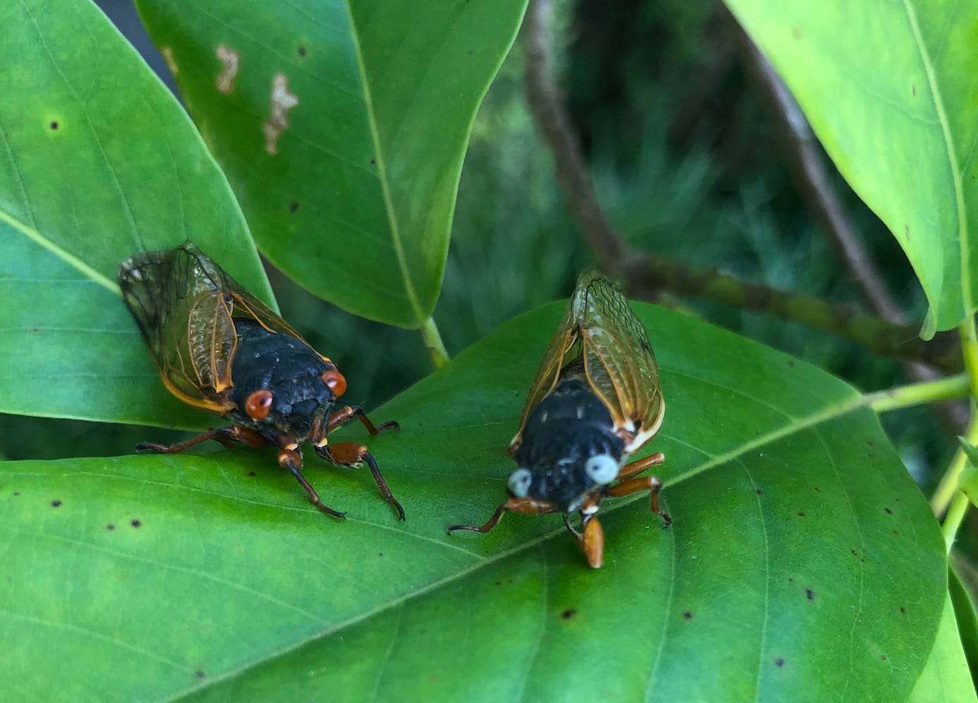 blue eyed cicada