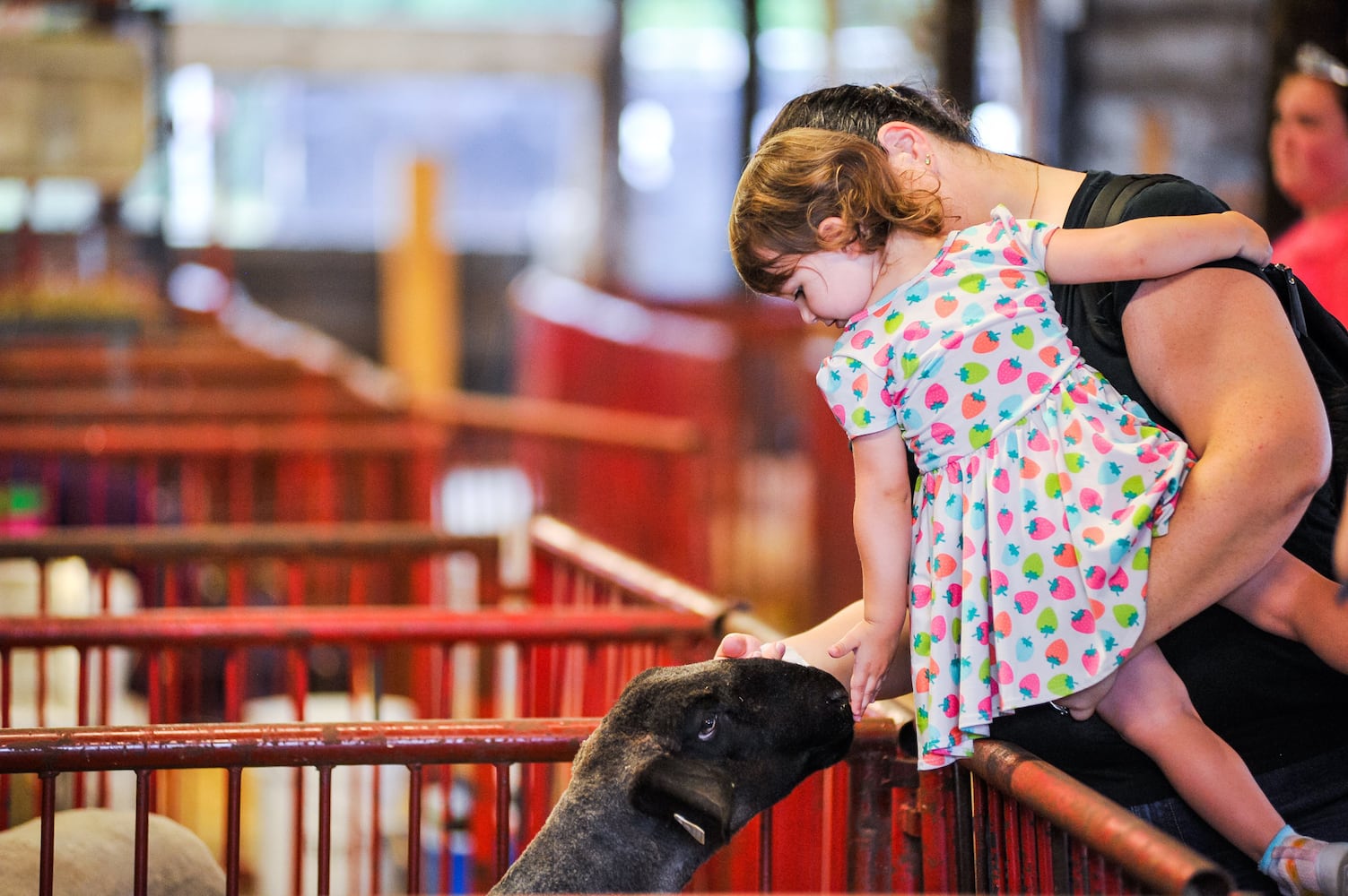 Scenes from the Butler County Fair 2019