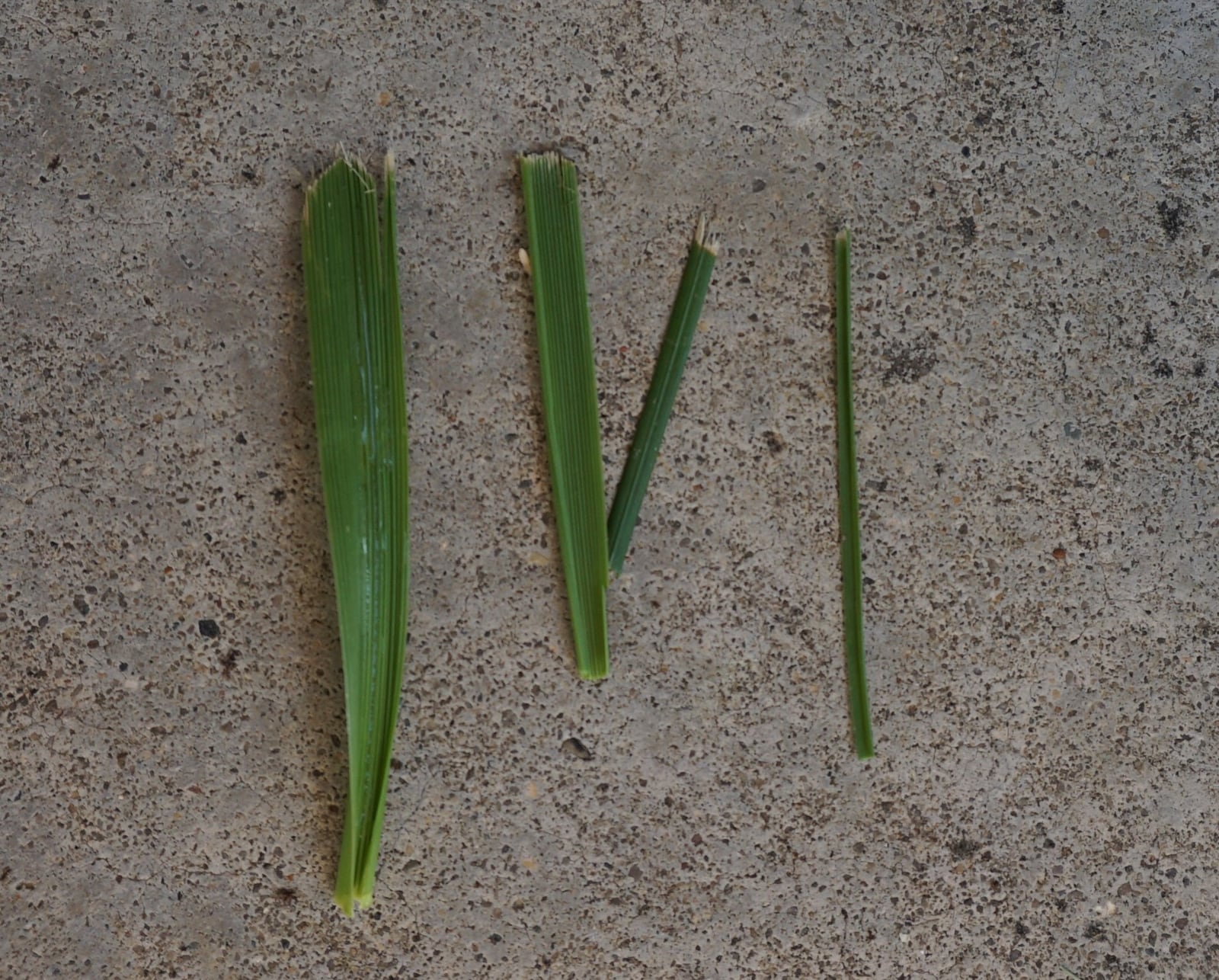 Ragged edges of a turfgrass blade indicate that mower blades need to be sharpened and mower speed should be slower.