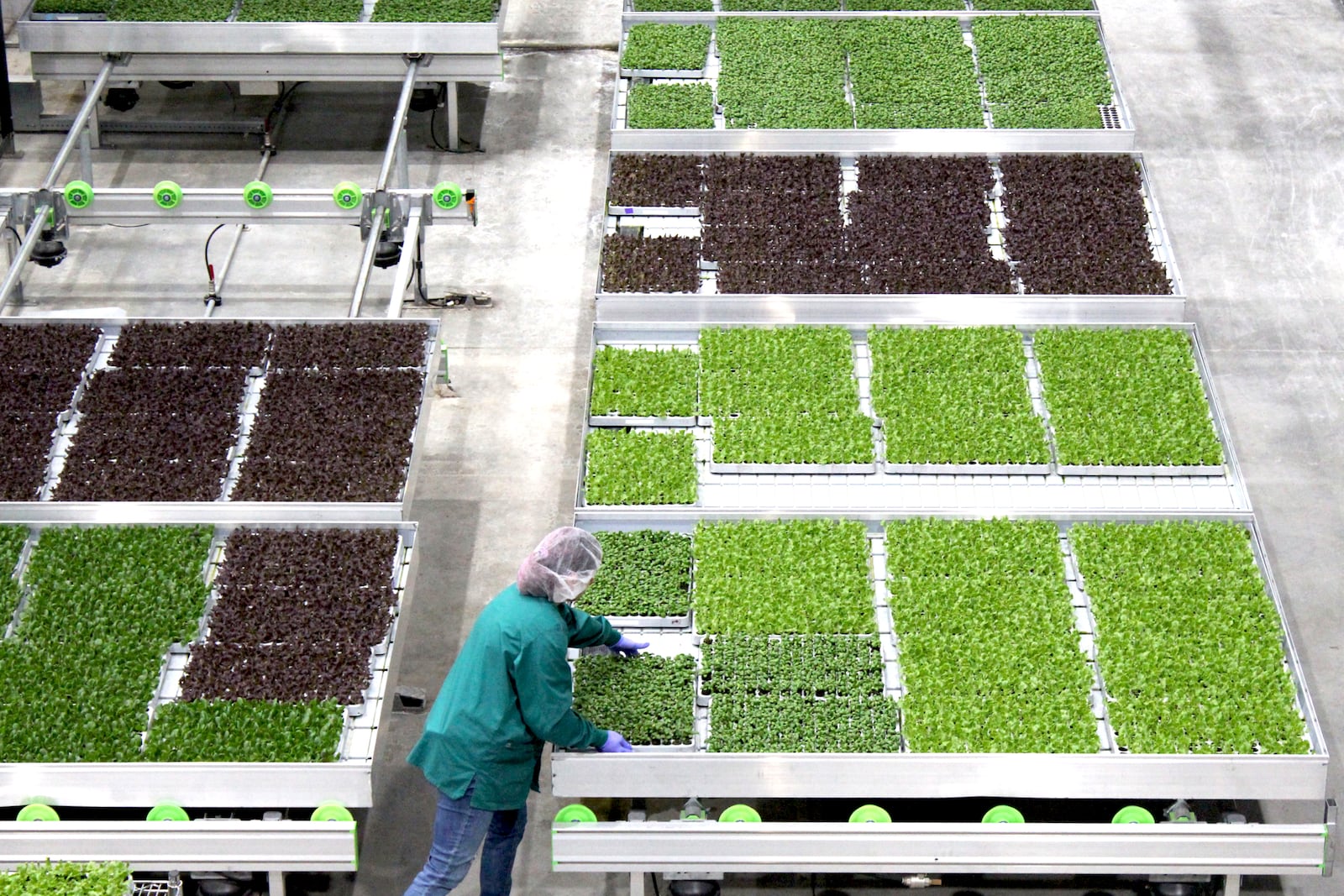 80 Acres Farms grows pesticide-free produce at an eco-friendly, indoor farm with its headquarters in Hamilton. The company was founded in 2015. CONTRIBUTED