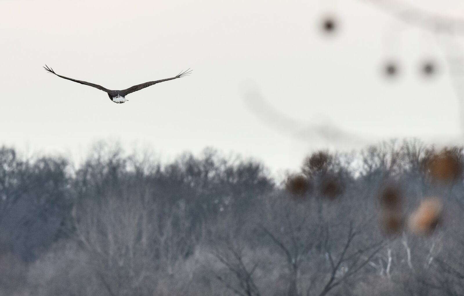 Increased diversity of wildlife, including reappearance of bald eagles, is one sign the Great Miami River’s water quality is improving. This bald eagle took flight along the river near the Ohio 122 bridge in Middletown during early February. 