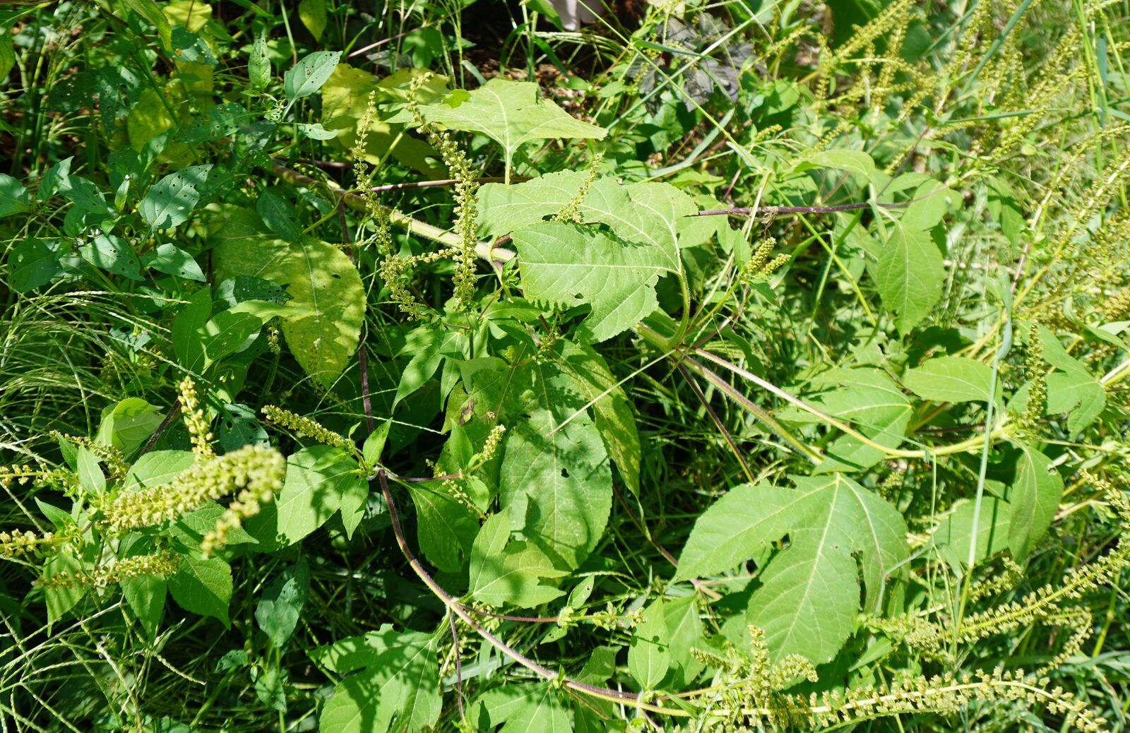 Giant ragweed in bloom, note the small green flowers. CONTRIBUTED