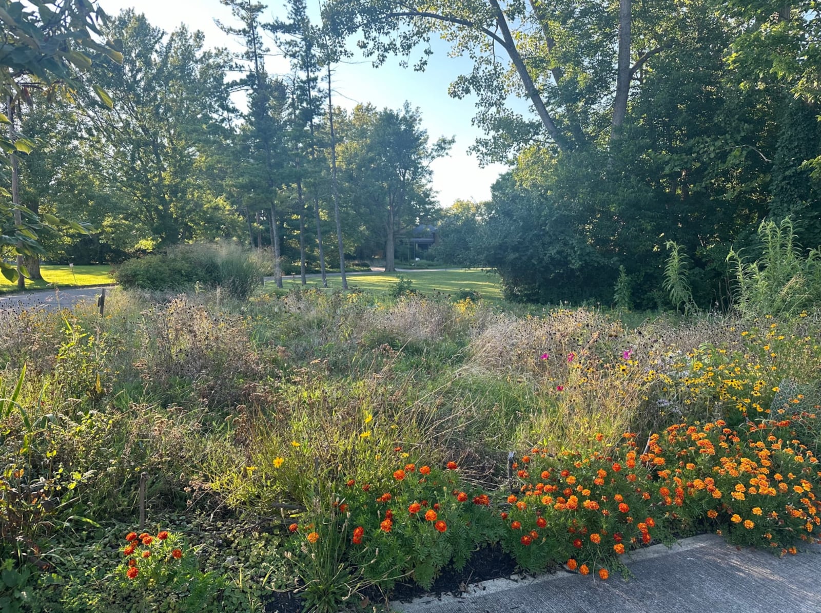 Natural lawns like Jon Ralinovsky’s serve many different purposes, fostering a native environment and eliminating the need to use harmful chemicals like those people sometimes use to maintain turf grass lawns. AUSTIN SMITH/OXFORD FREE PRESS