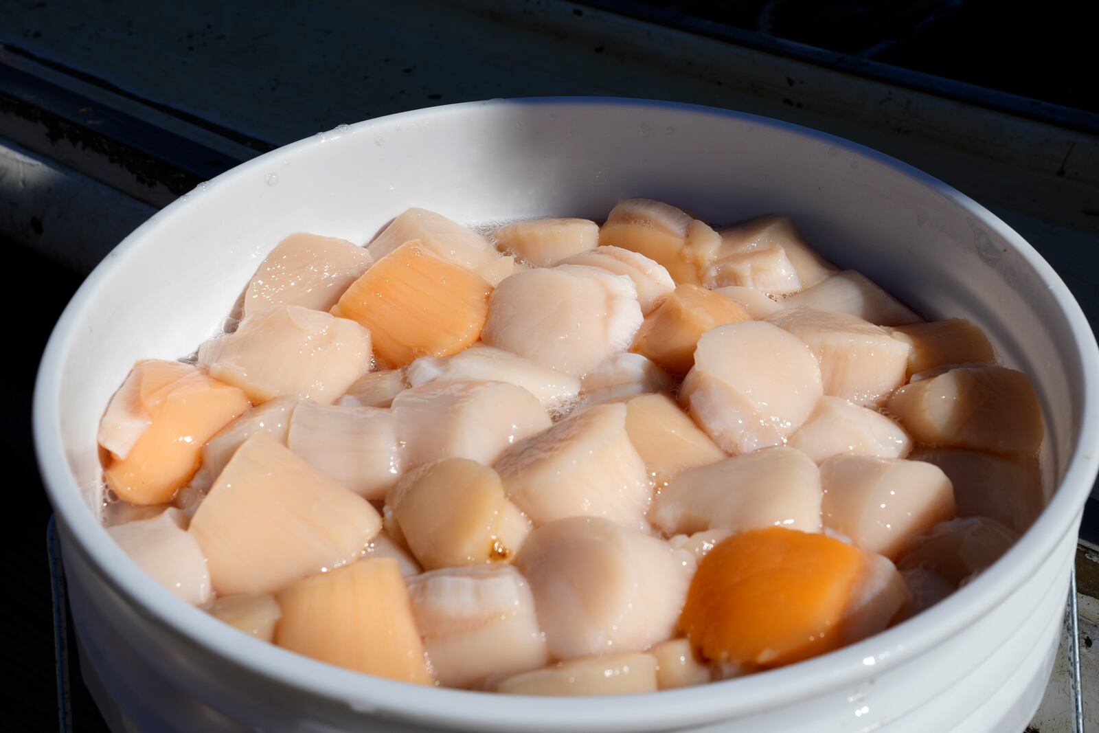 A bucket of scallops is seen on a dock, Tuesday, March 11, 2025, in Yarmouth, Maine. (AP Photo/Robert F. Bukaty)