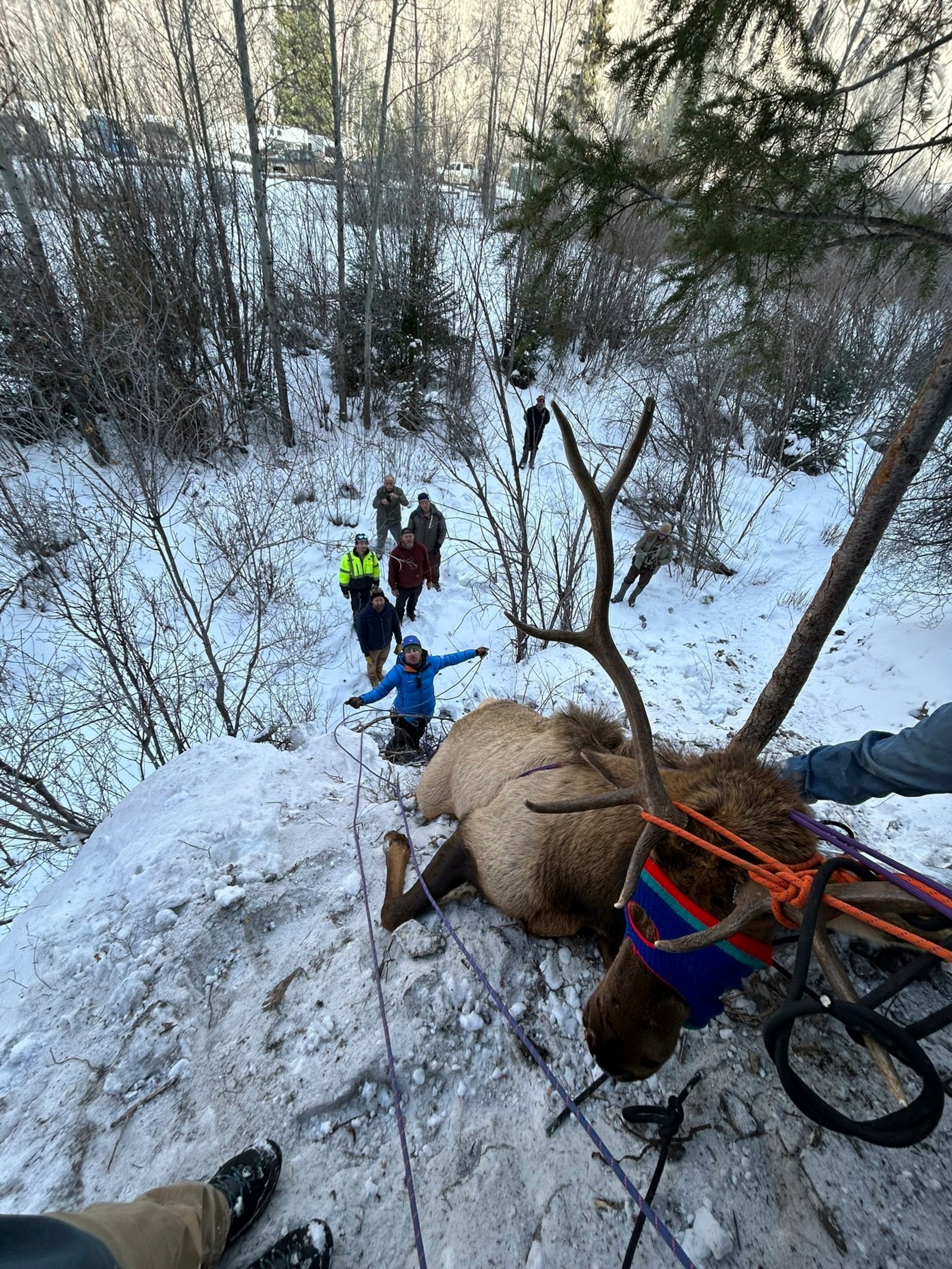 Wildlife officials and climbers rescue a bull elk after the animal became entangled in a rope at an ice climbing area in Lake City, southwestern Colorado, Friday, Jan. 3, 2025. (Colorado Parks and Wildlife via AP)